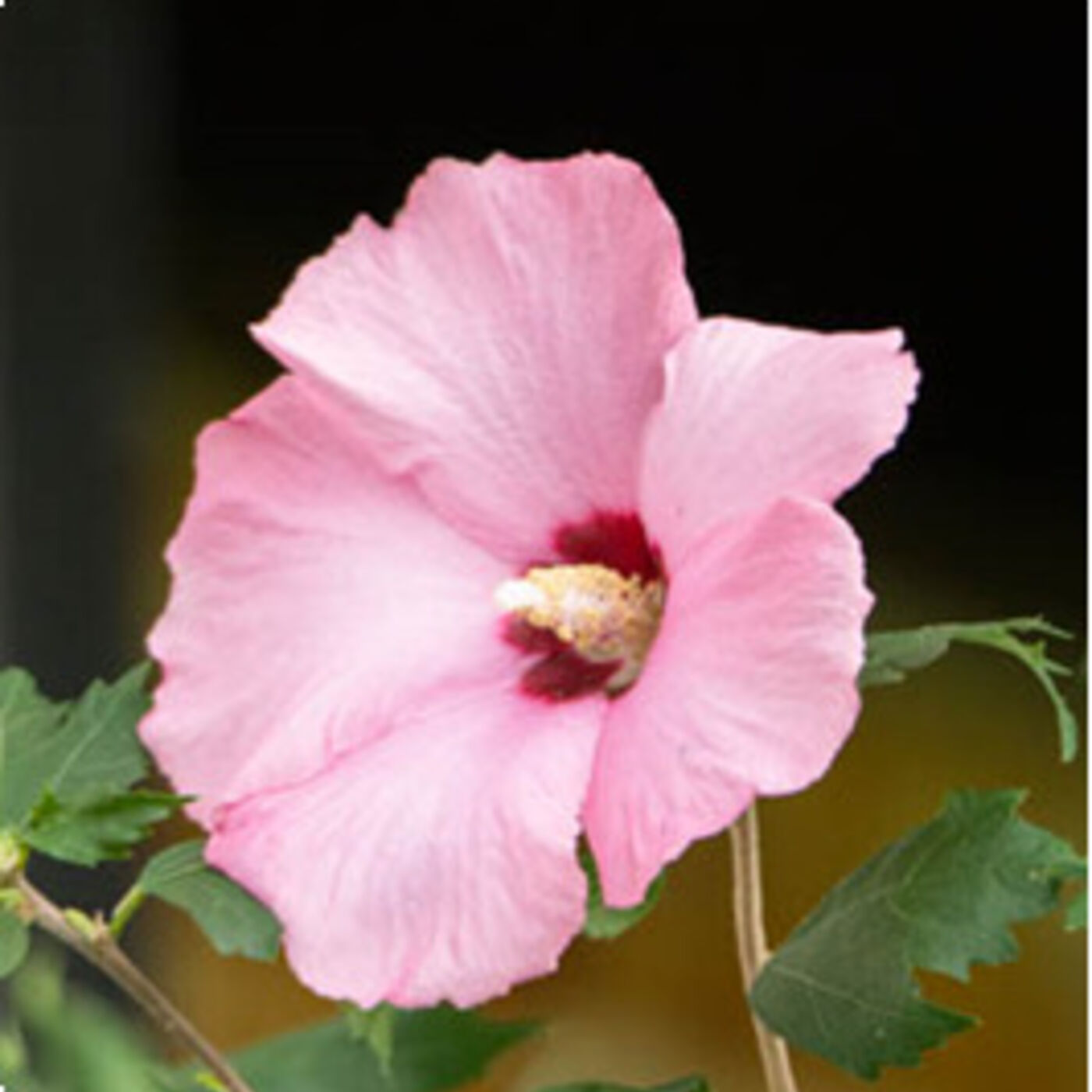 Shepherd\'s Cross Bible Garden Podcast