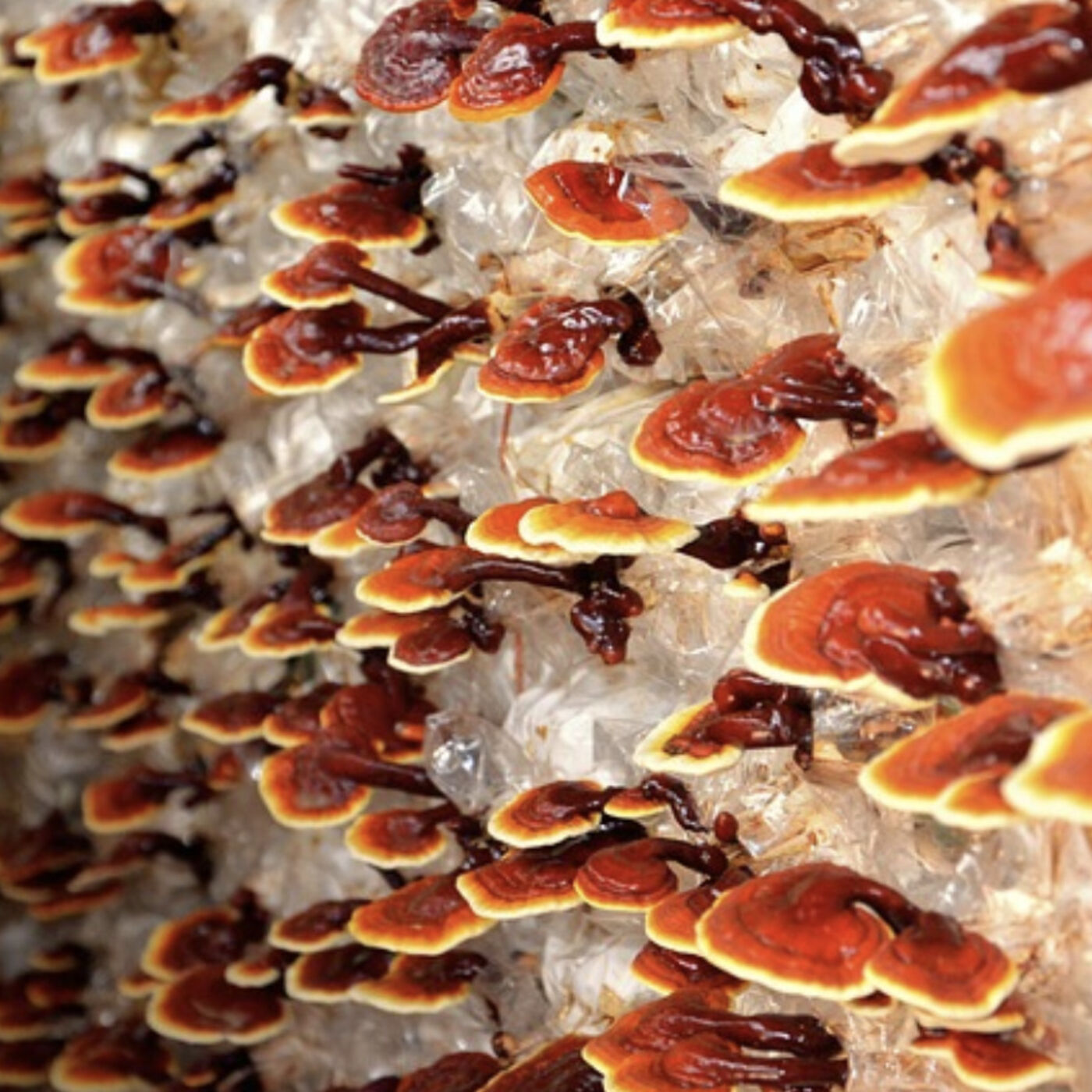 Growing Mushrooms 101