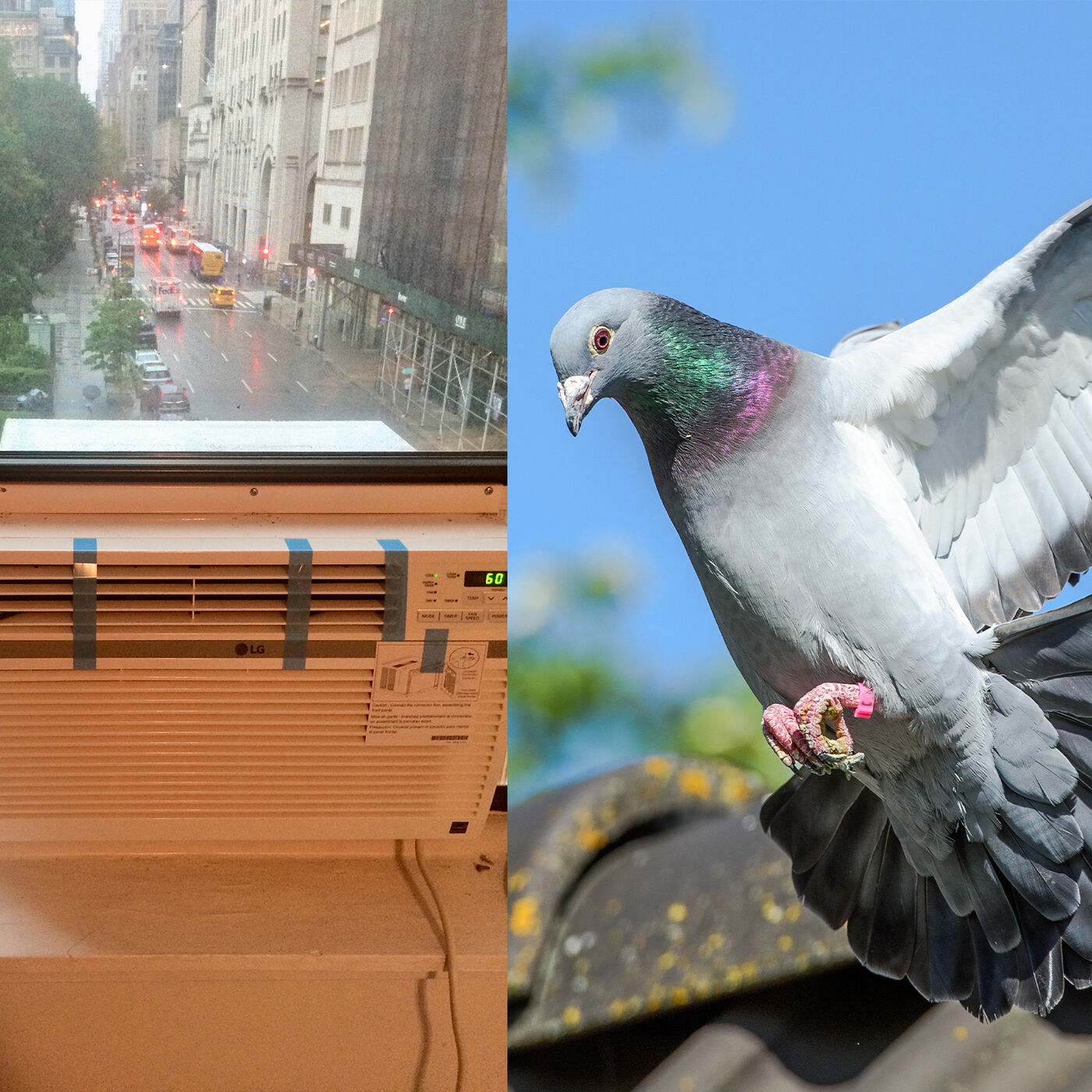 NYC PIGEON AIR CONDITIONER (New York City Window Air Conditioner Installation)