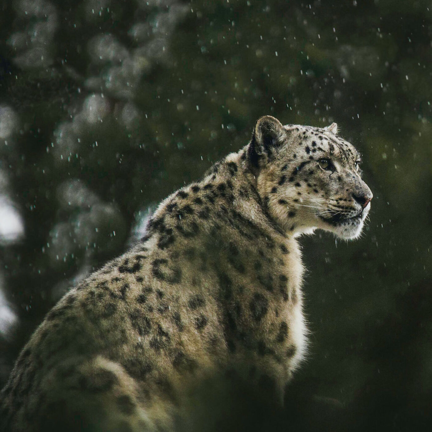 The Universal Value of Nature