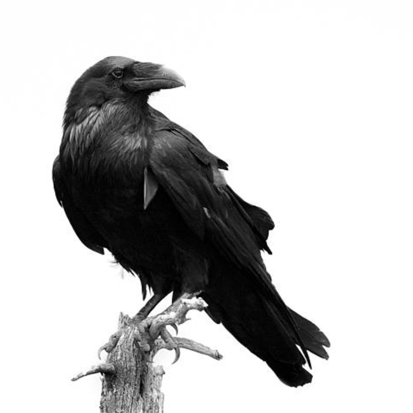 Bonus Bites 1 - Animal Imagery in 'Macbeth' Bonus Bites 1 - Animal Imagery in 'Macbeth'