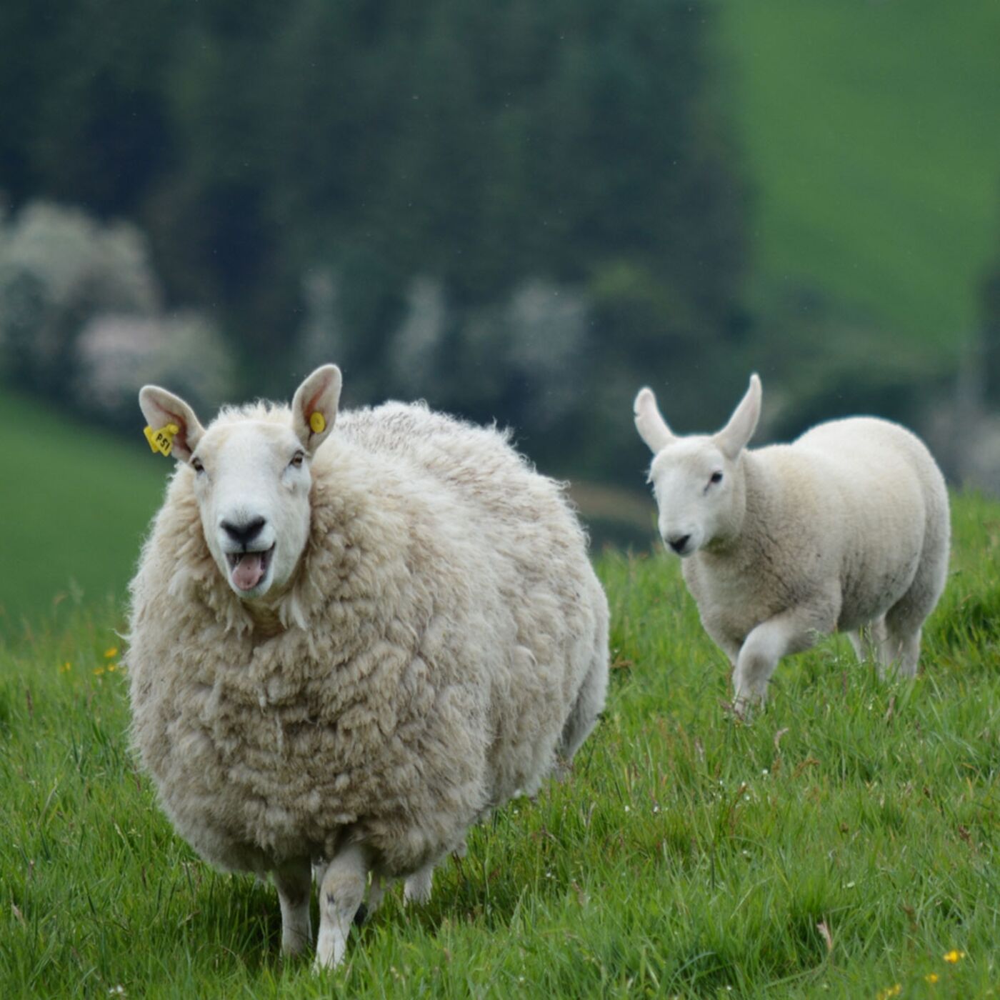 How Natural is Natural? Historical Perspective on Wildlife and the Environment in England
