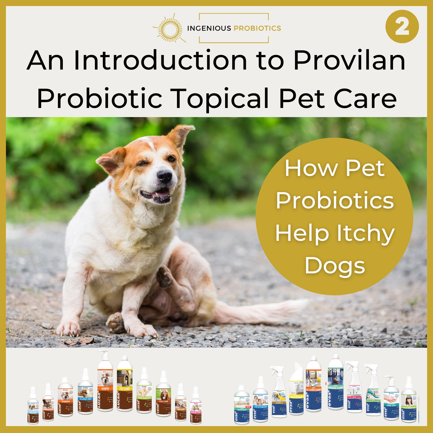 How Pet Probiotics Help Itchy Dogs An Introduction to Provilan