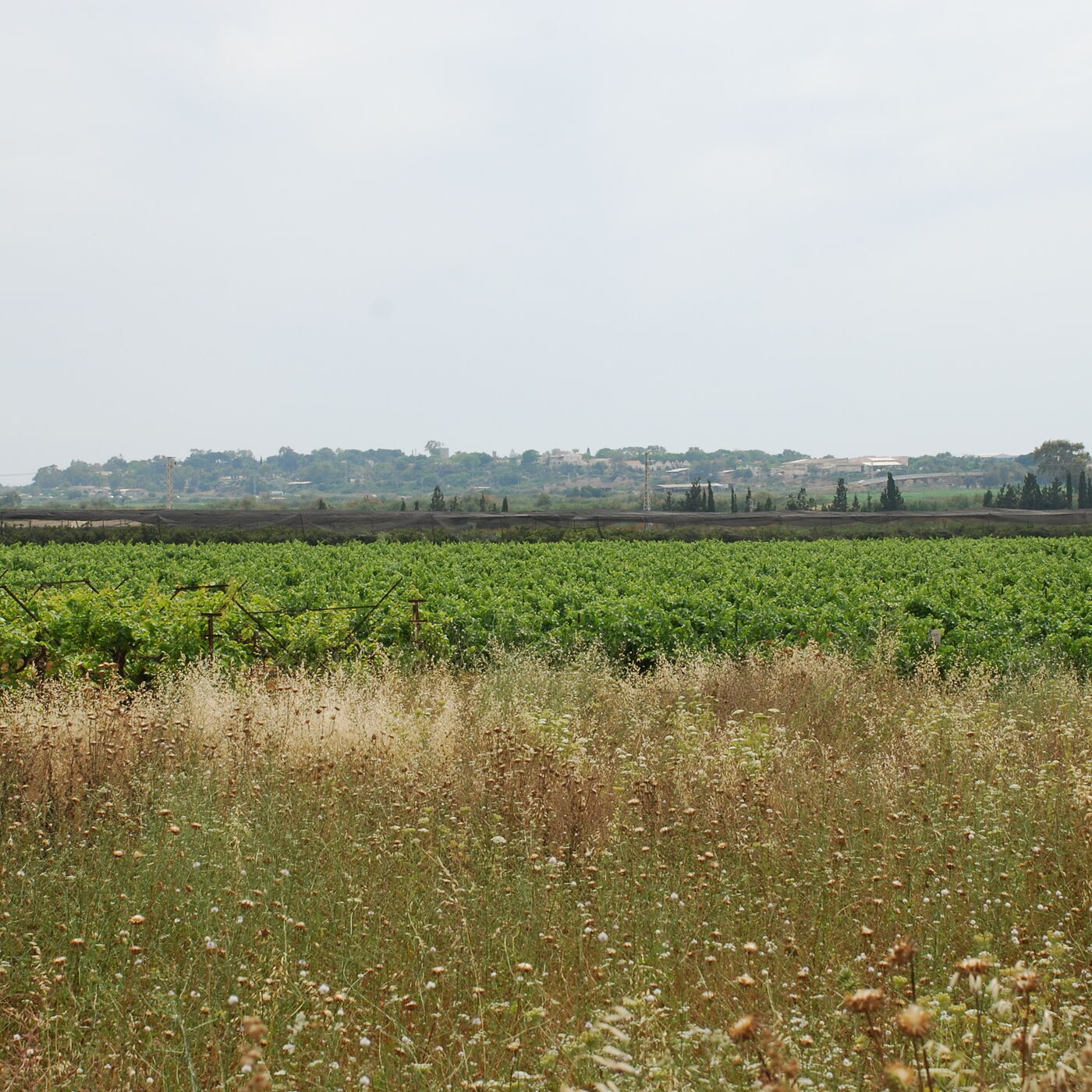 2711 Daily Torah Schmooze