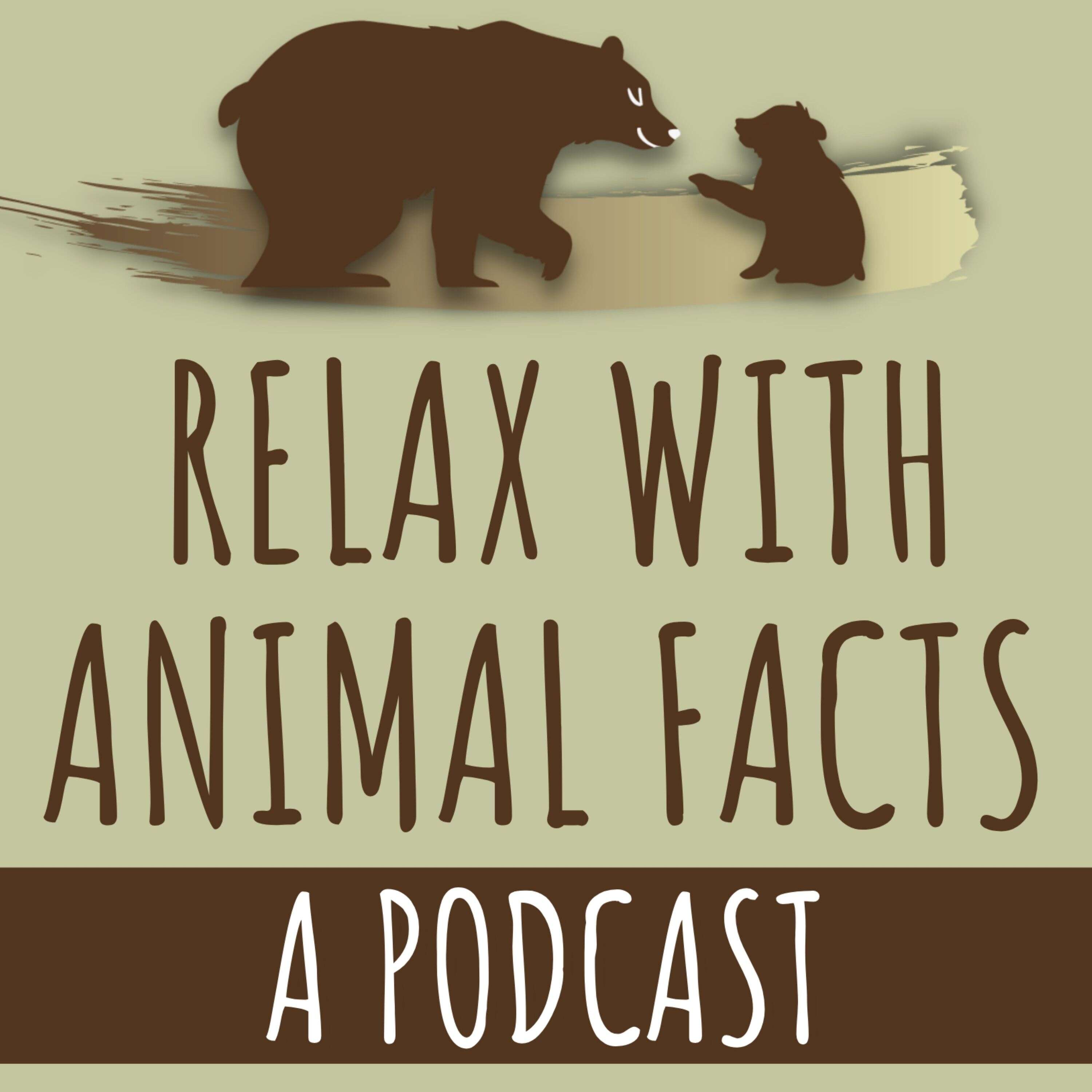 Relax With Animal Facts