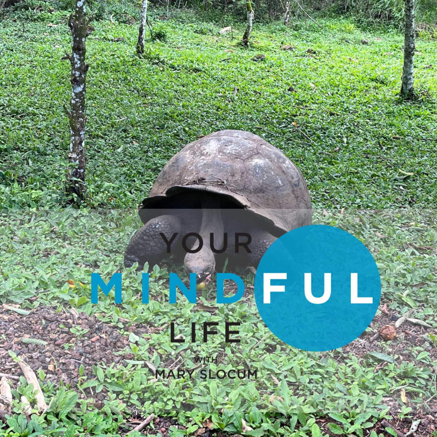 Your Mindful Life