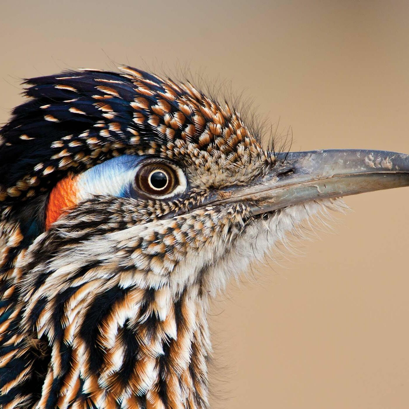 The Bird Podcast