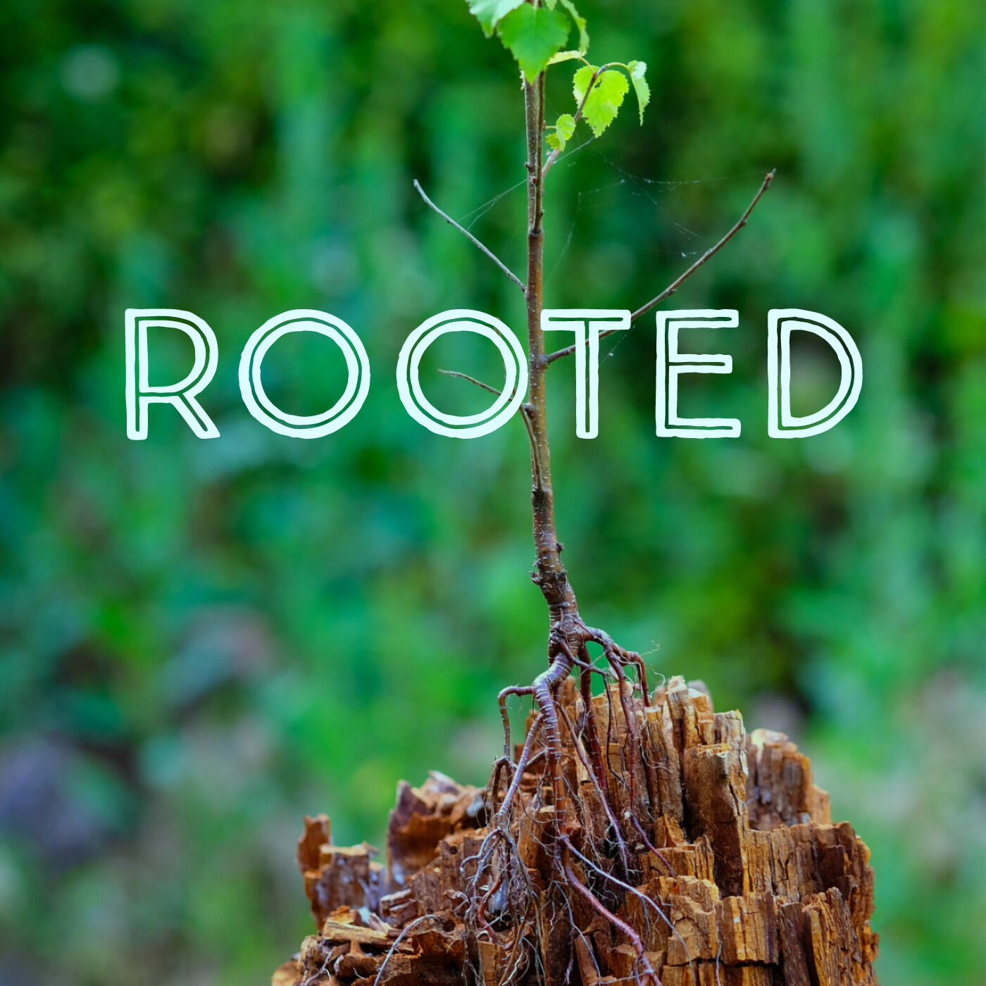 Rooted