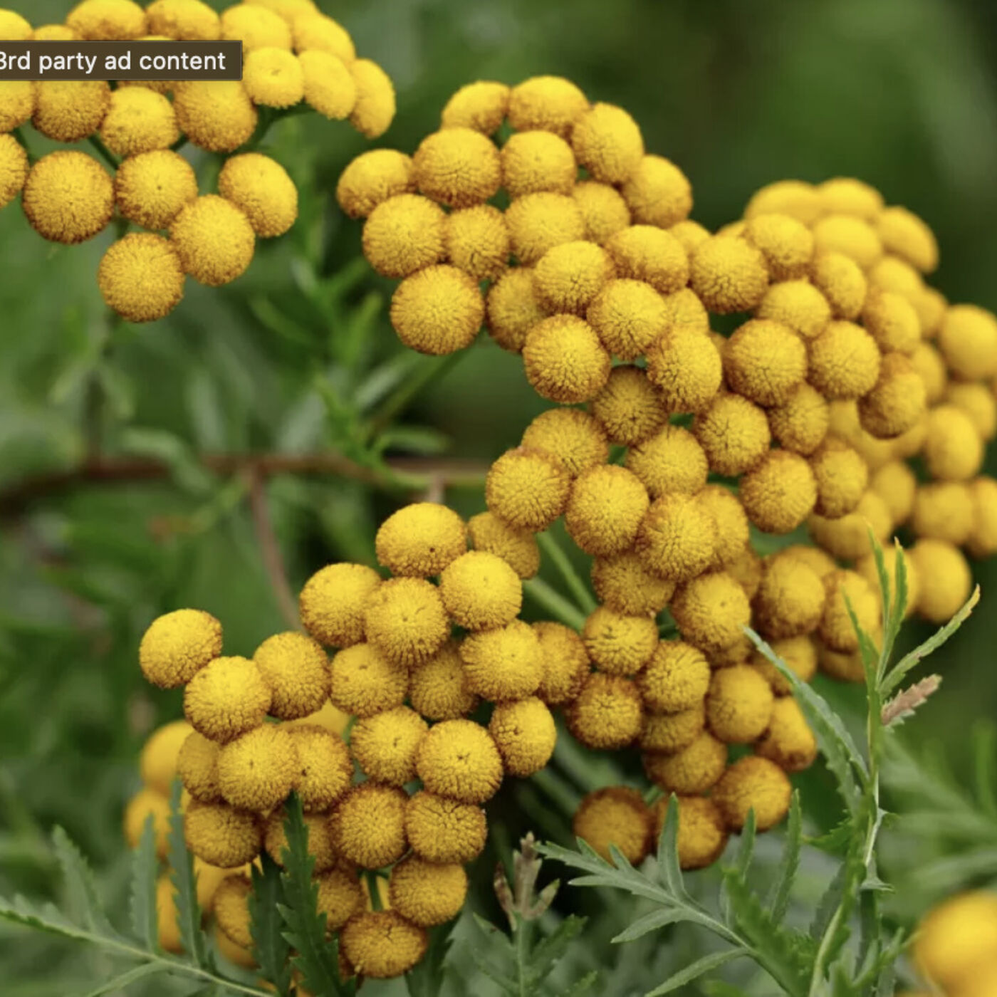 Friday, October 6, 2023 - Look, yonder, 'tis a tantalizing TANSY 🙄