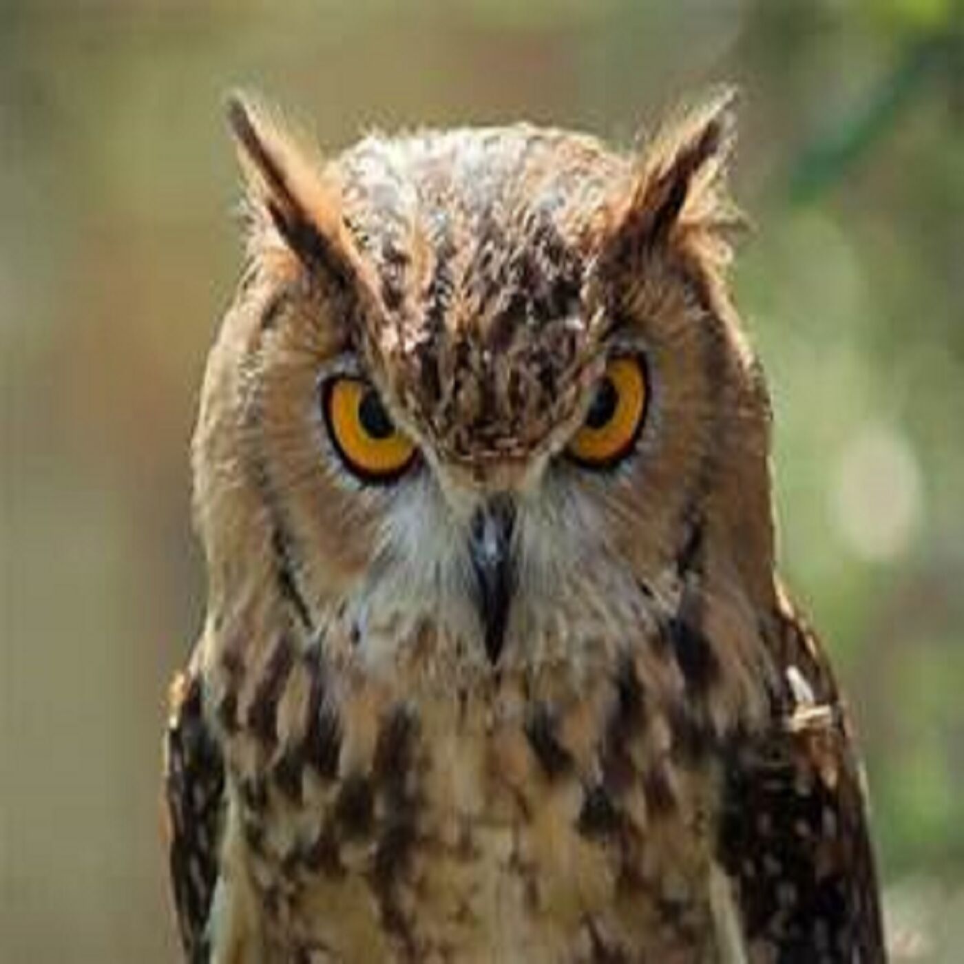 Mohammad Rohim