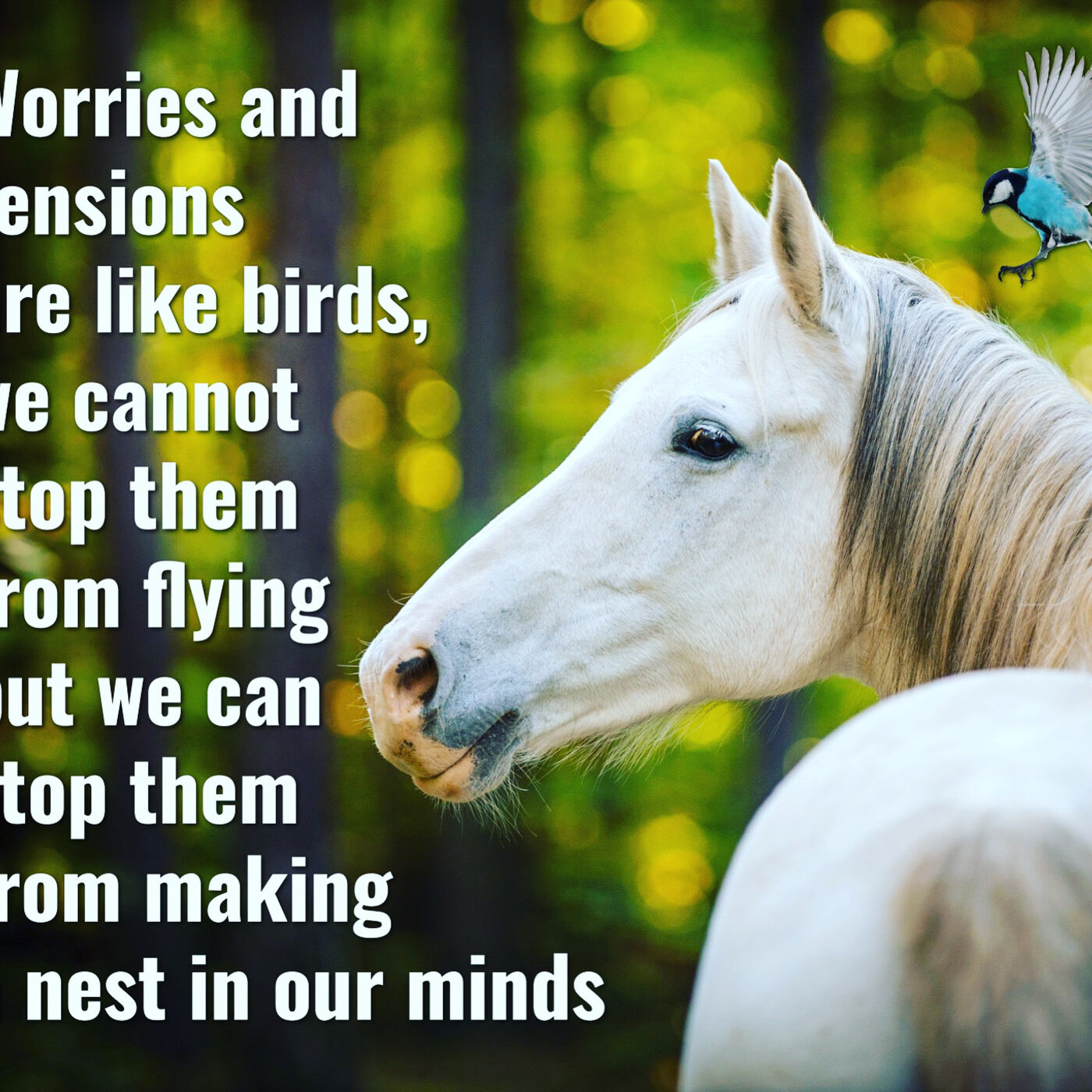 Worry is Like a Bird