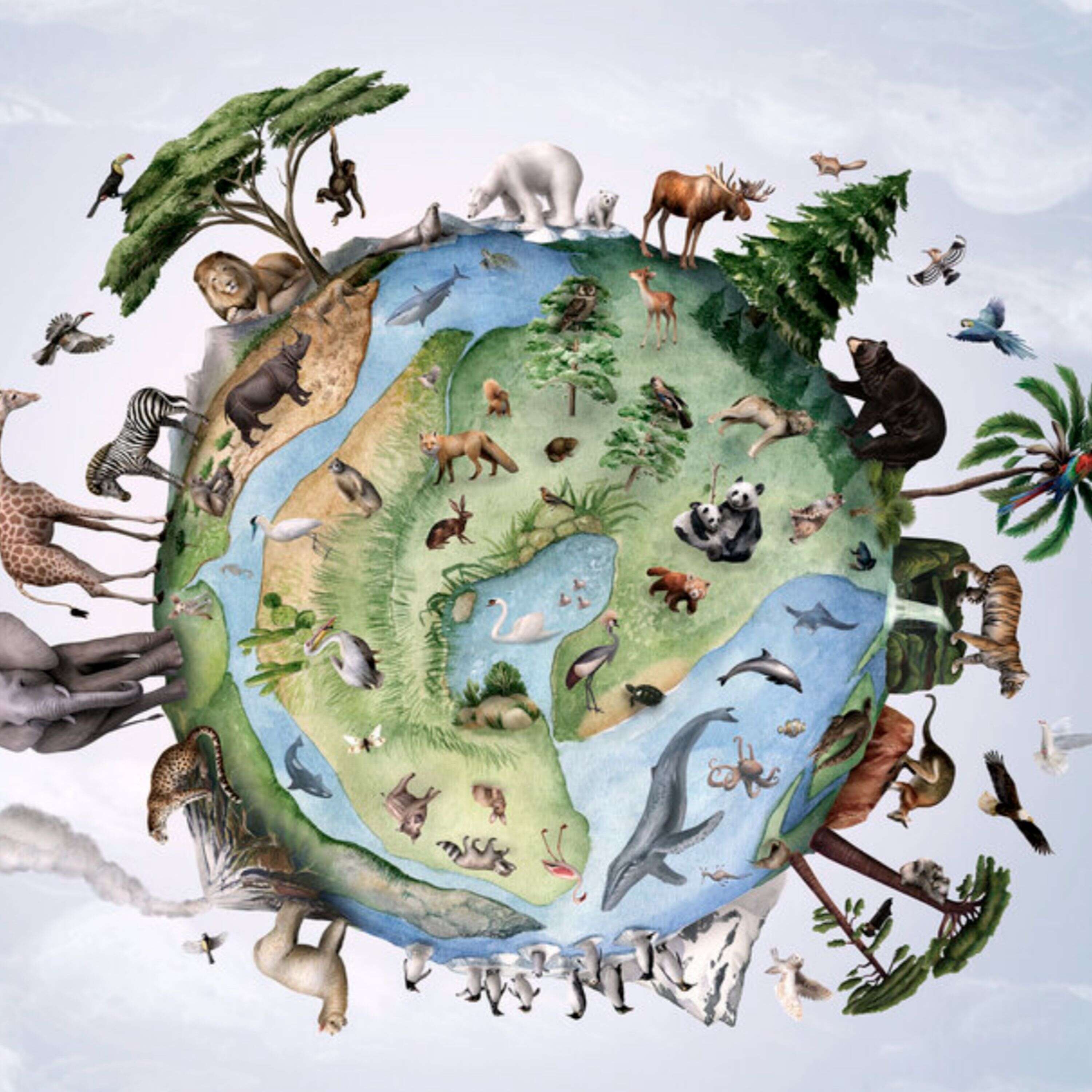 Animals of Earth podcast artwork