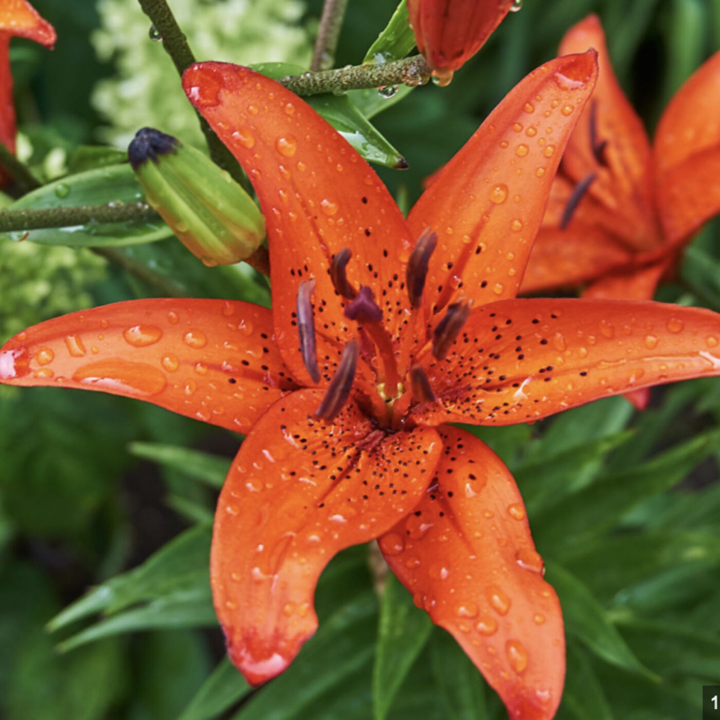 Saturday, August 17, 2023 - No need to GILDTHELILY, this crossword is a real RUSH!