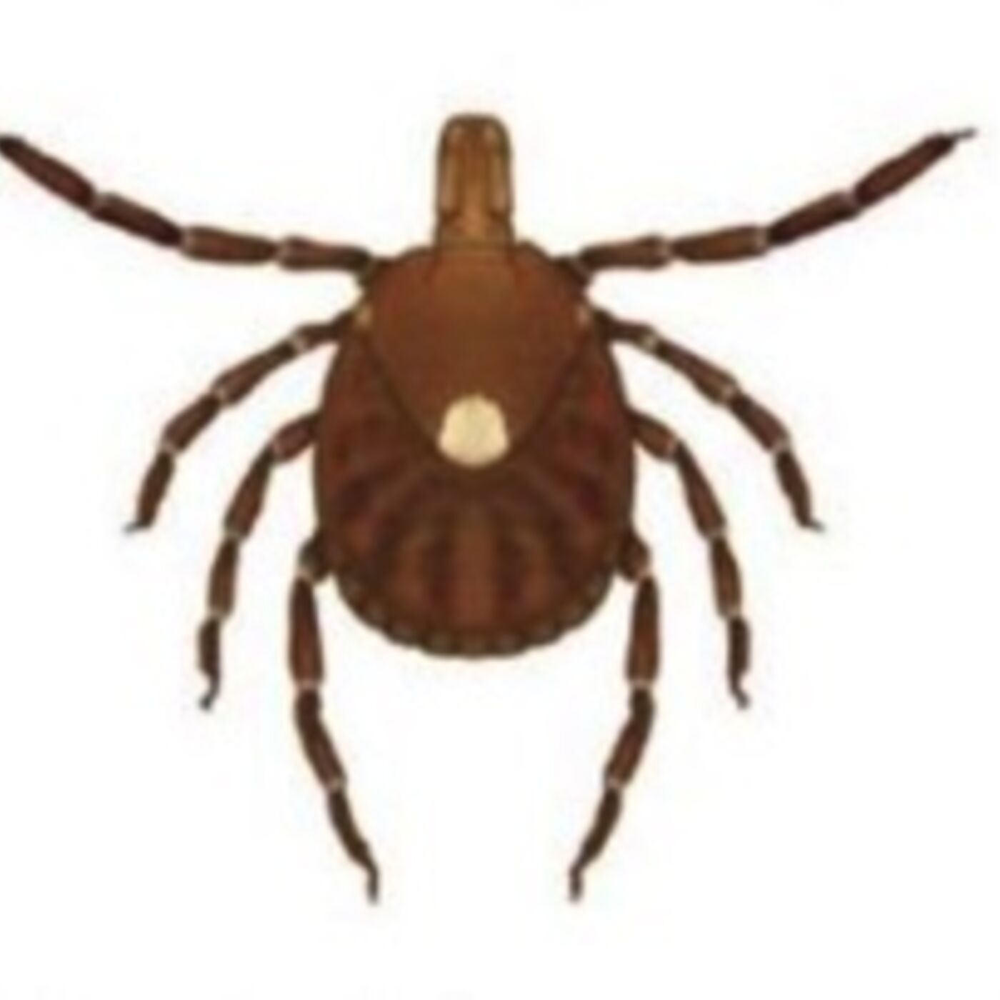 The Juicy Tick