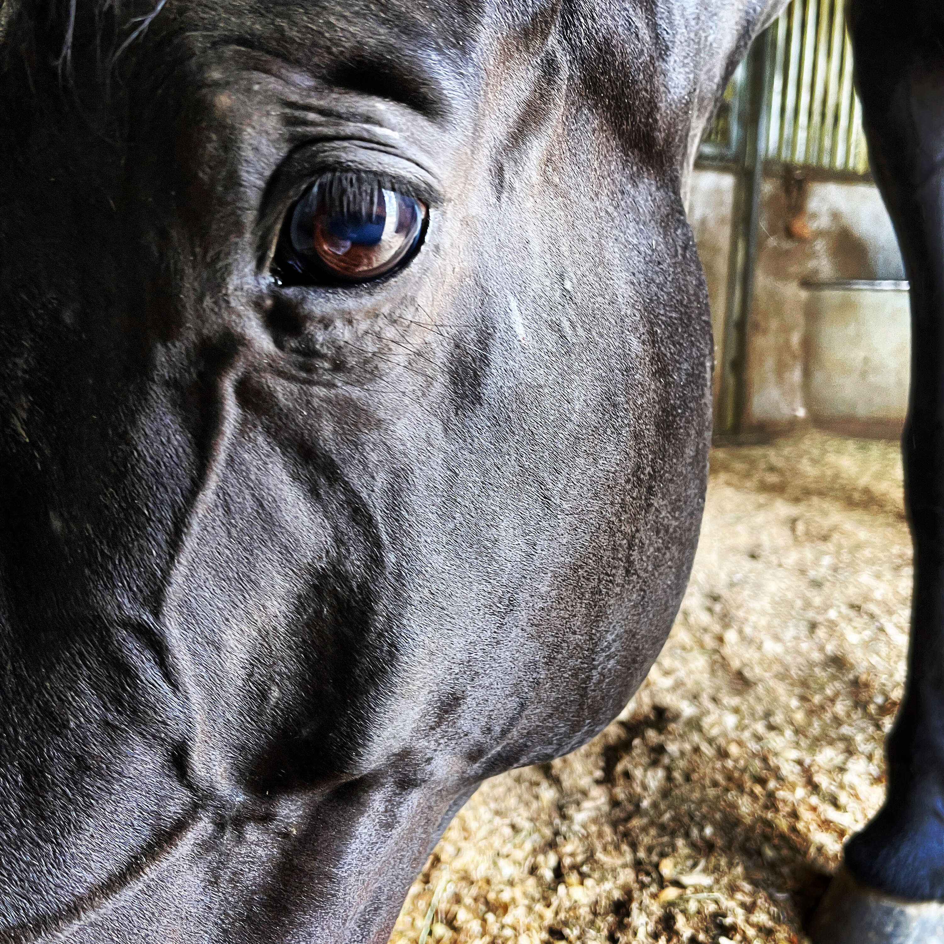 The Full Cheek Podcast cover art