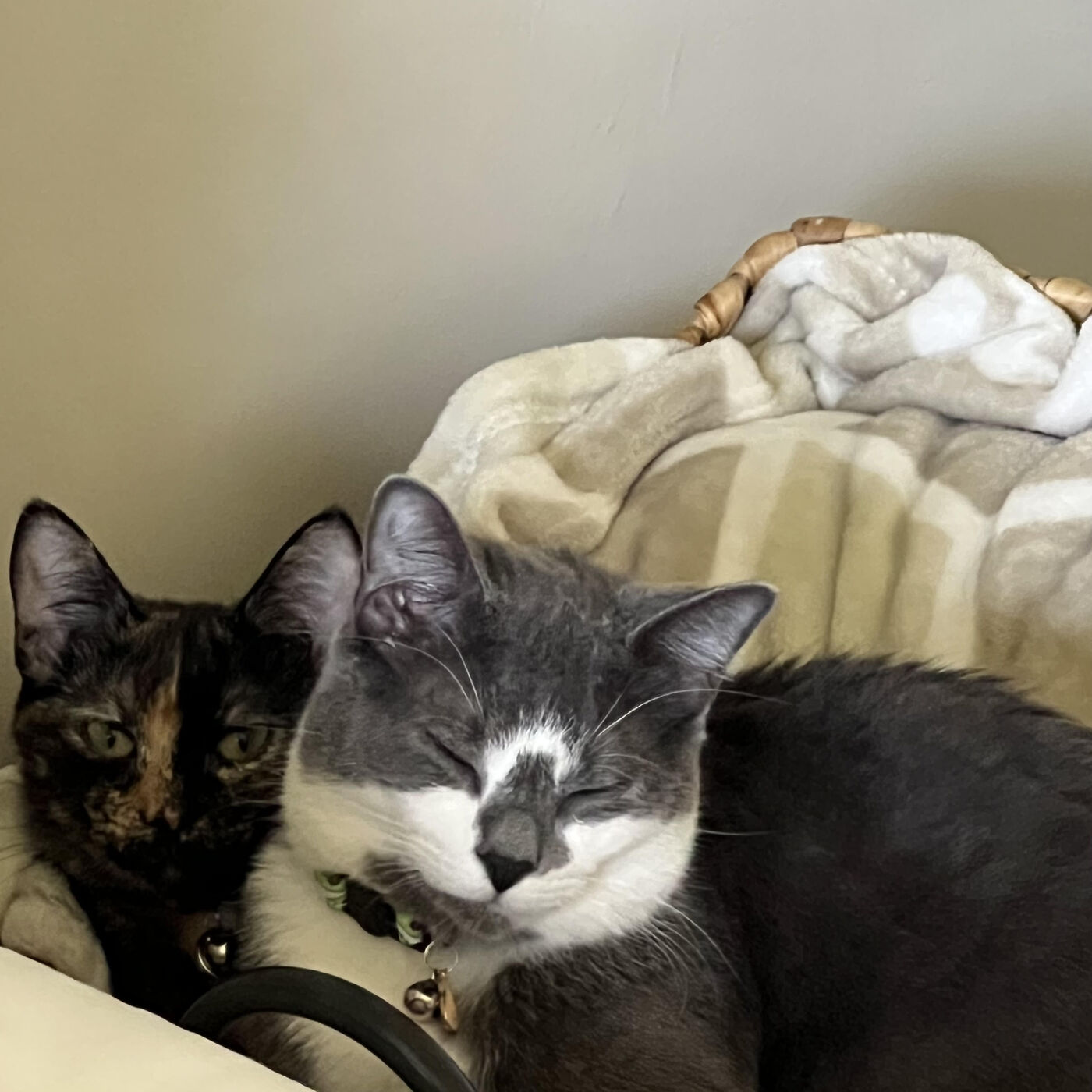 Cat Naps and Nightmares