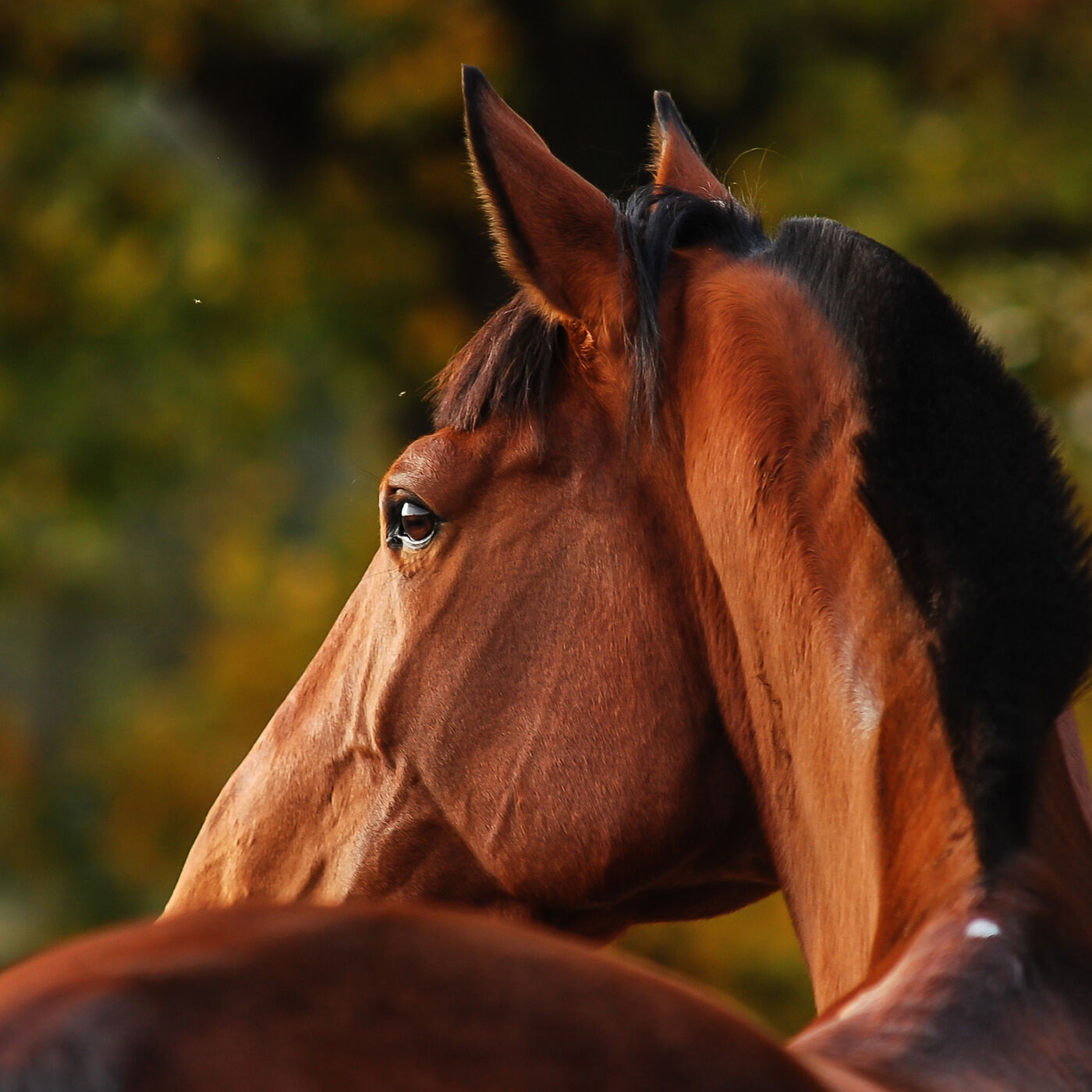 How Eucalyptus Can Help Your Horse's Health Naturally Animals