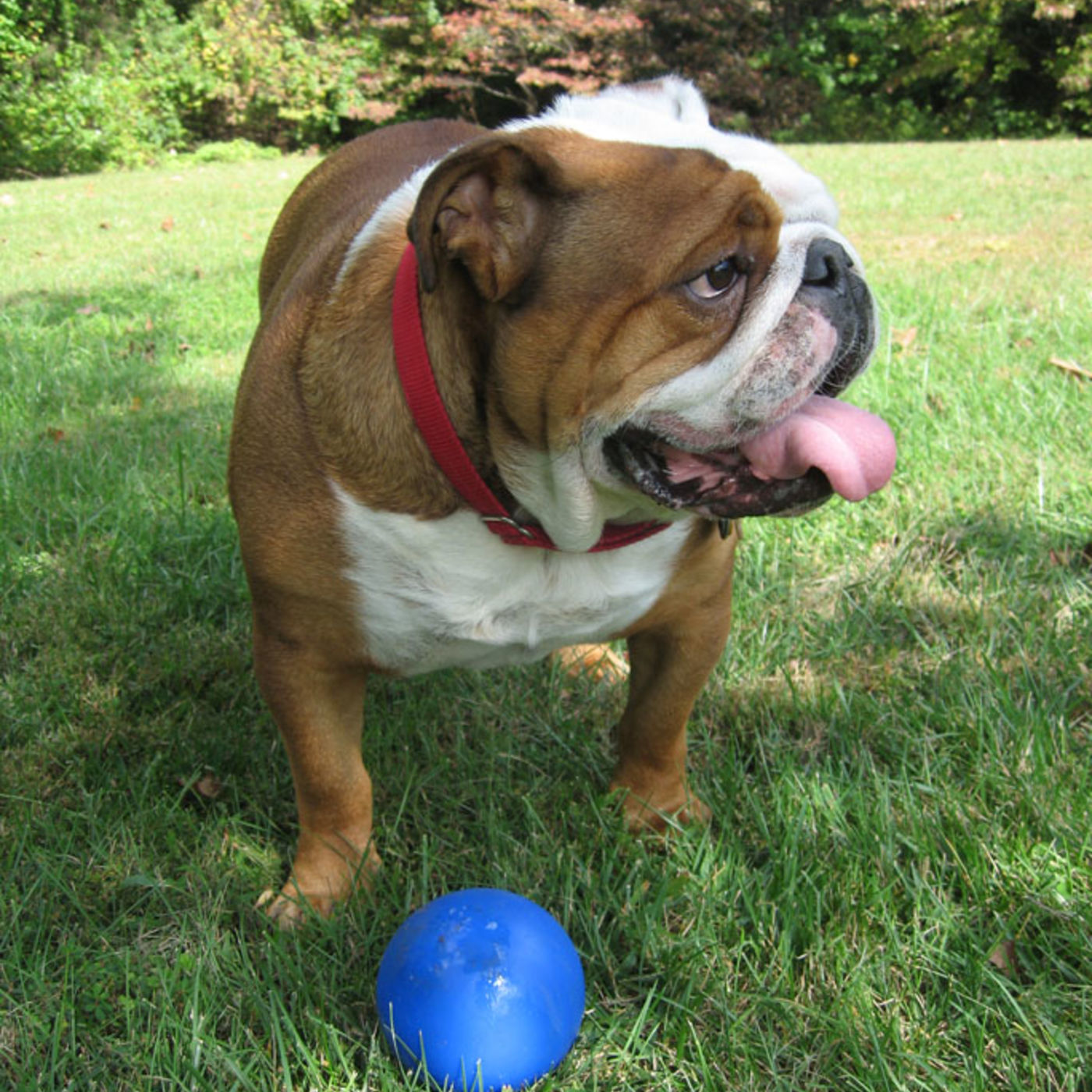 Good Dog Workshop