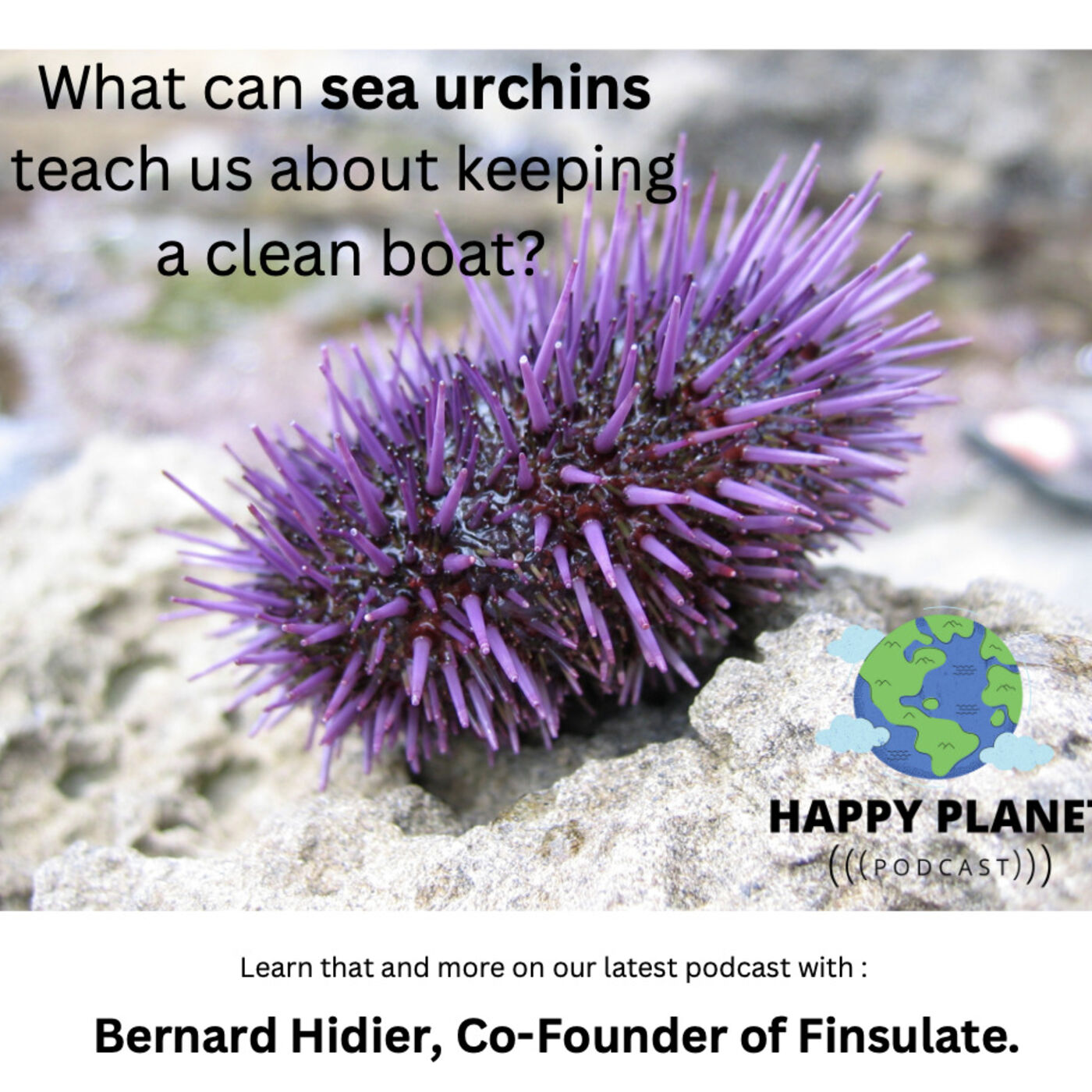 What can Sea Urchins teach us about Boat AntiFouling? We ask Bernard