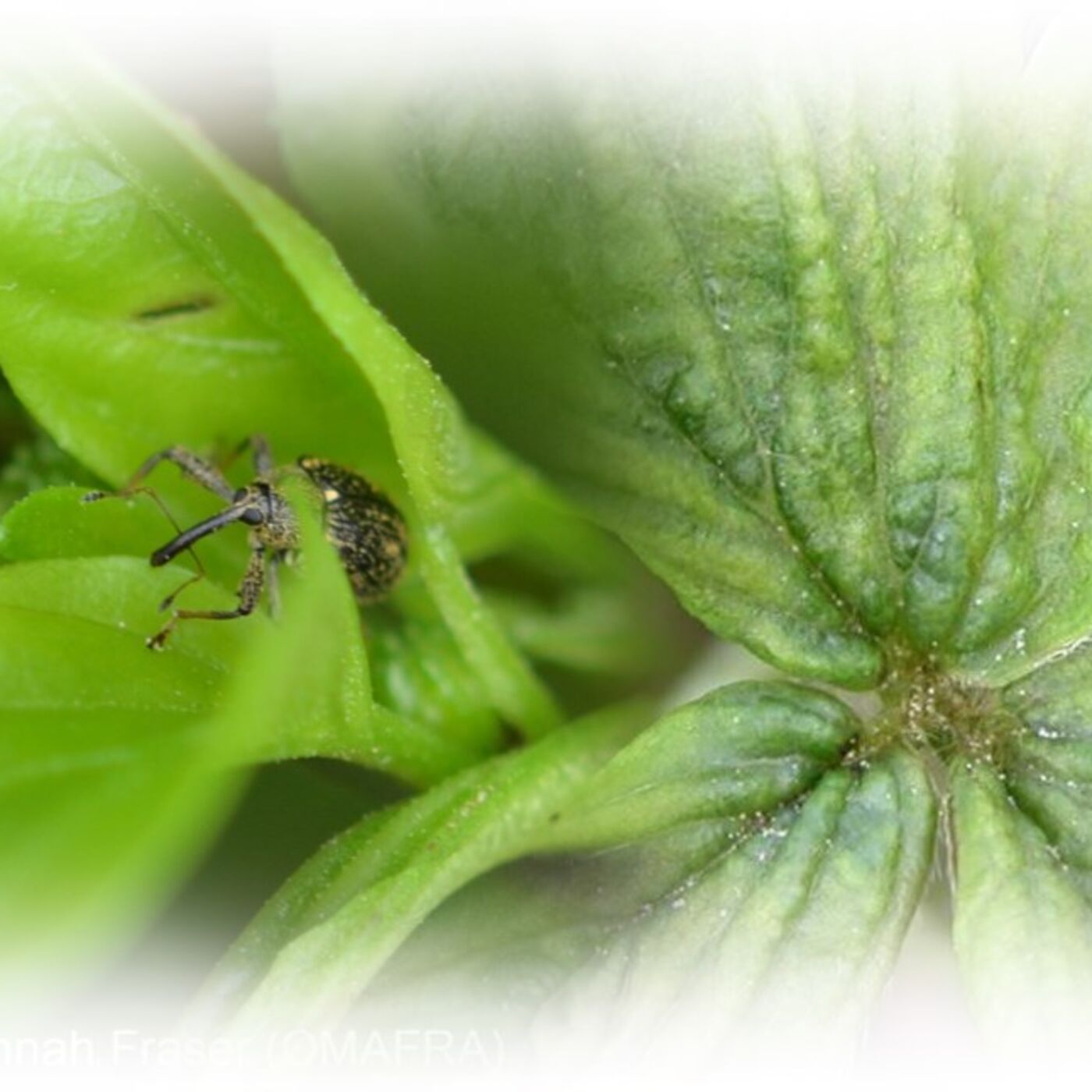 Pepper Weevil & Cyclamen Mites