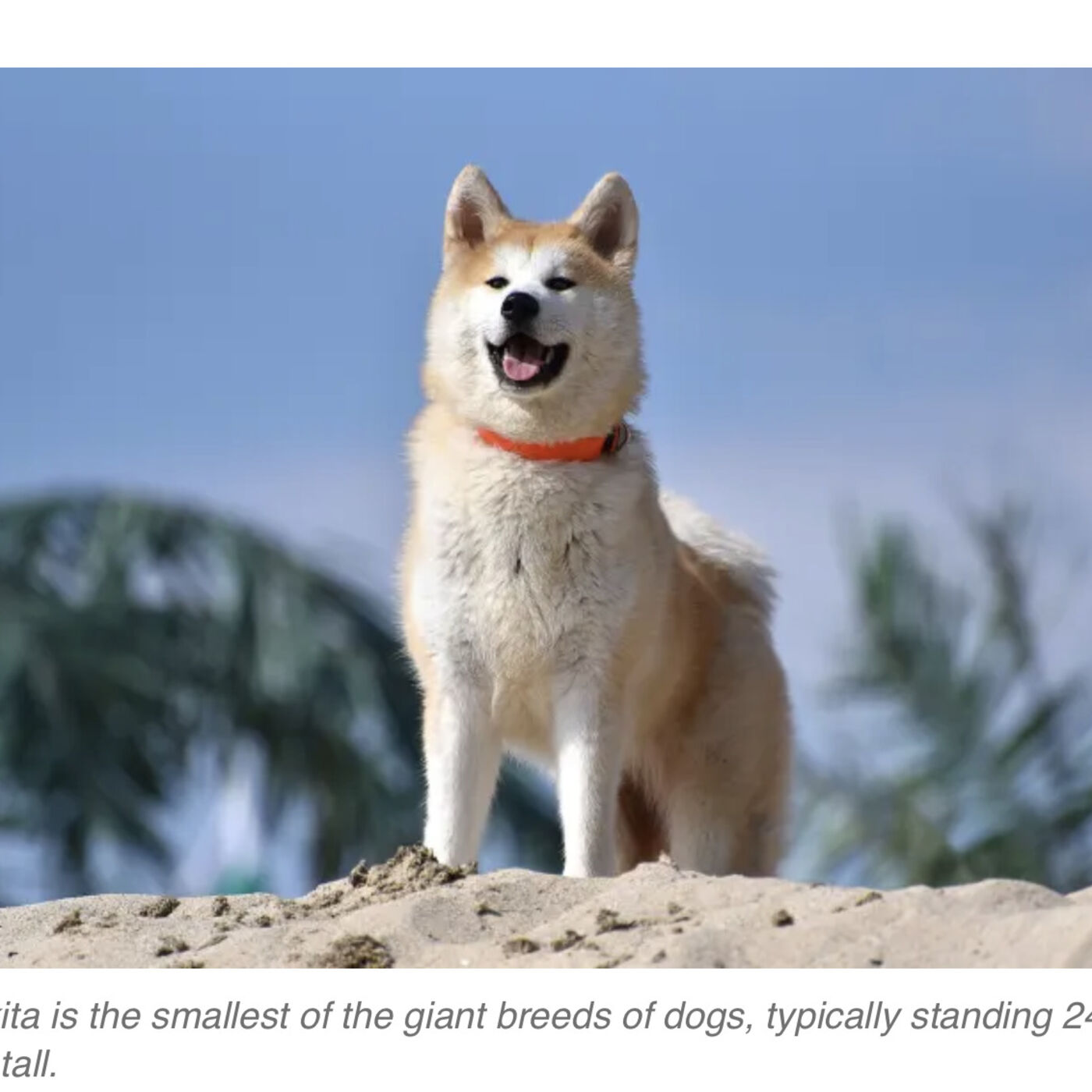 Monday, October 2, 2023 - The Argos of crosswords 👀