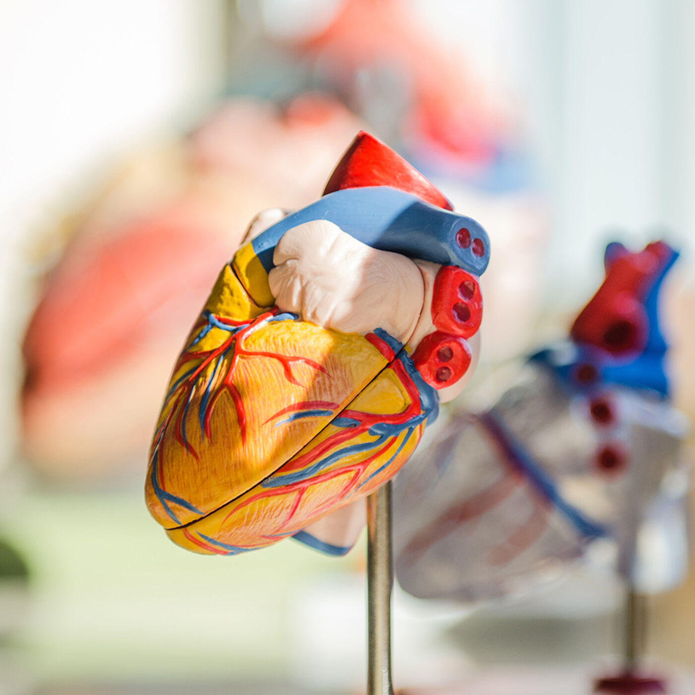 Diseases of the Heart Structure, Muscle and Valves