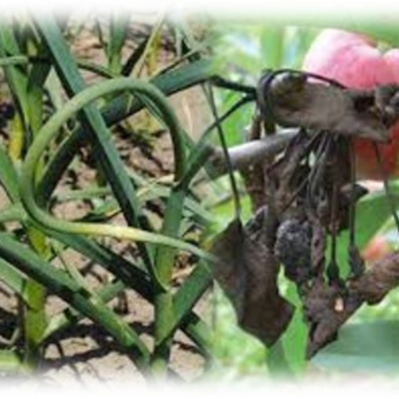 Garlic Scapes and Fire Blight