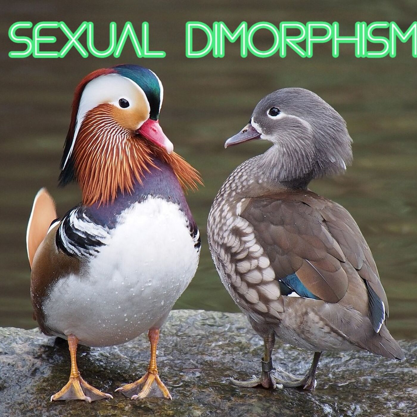 Sexual Dimorphism