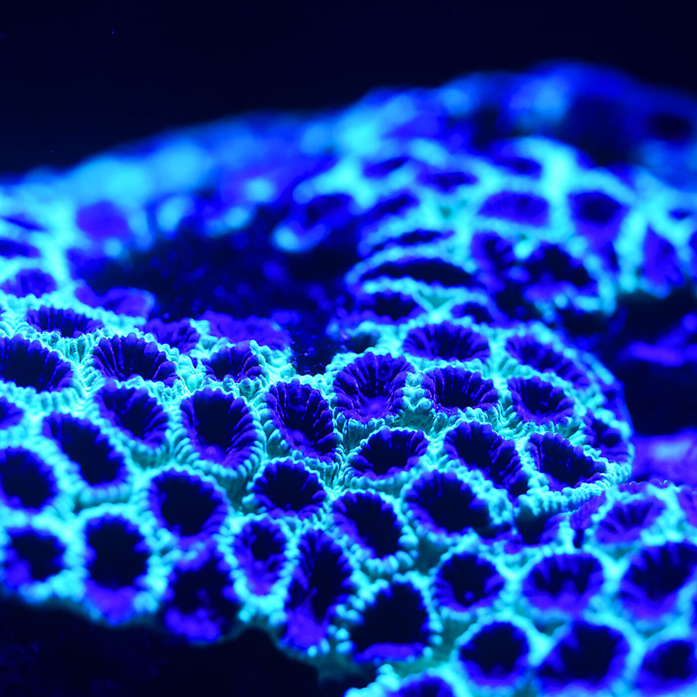 Life in the Universe