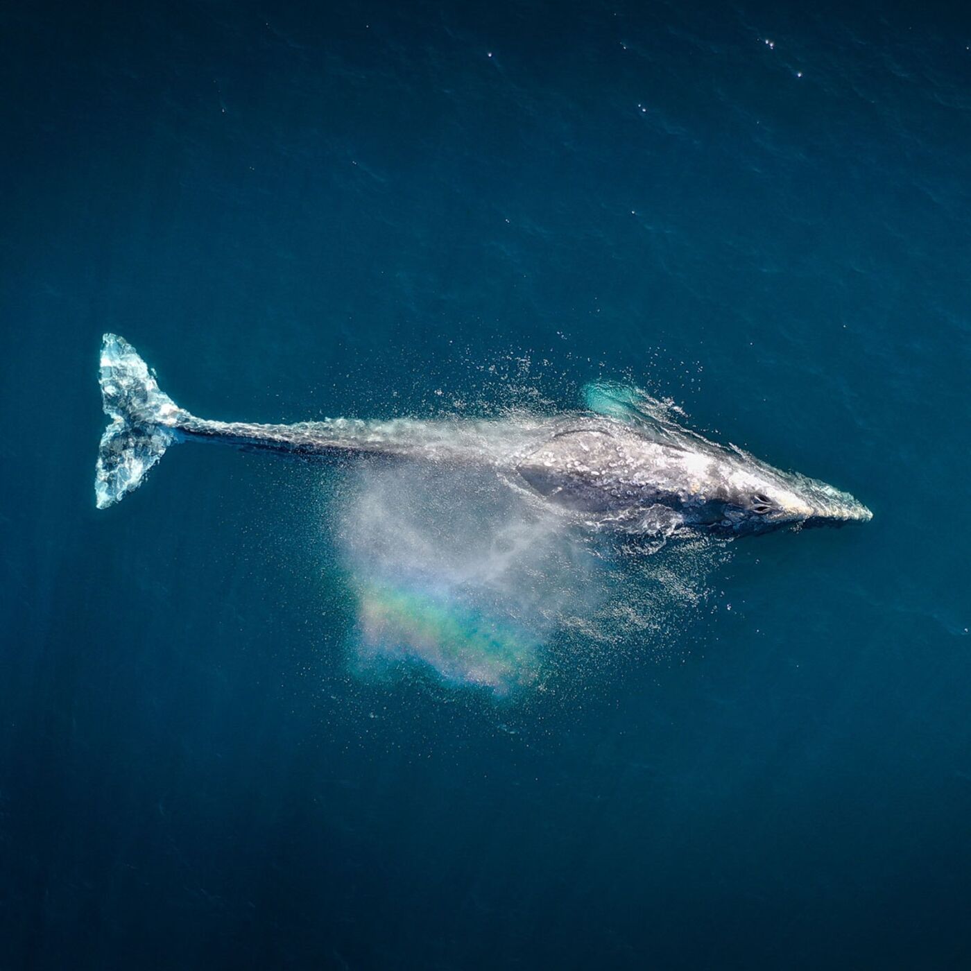 Can Maths Save The Whales and Cure Cancer?