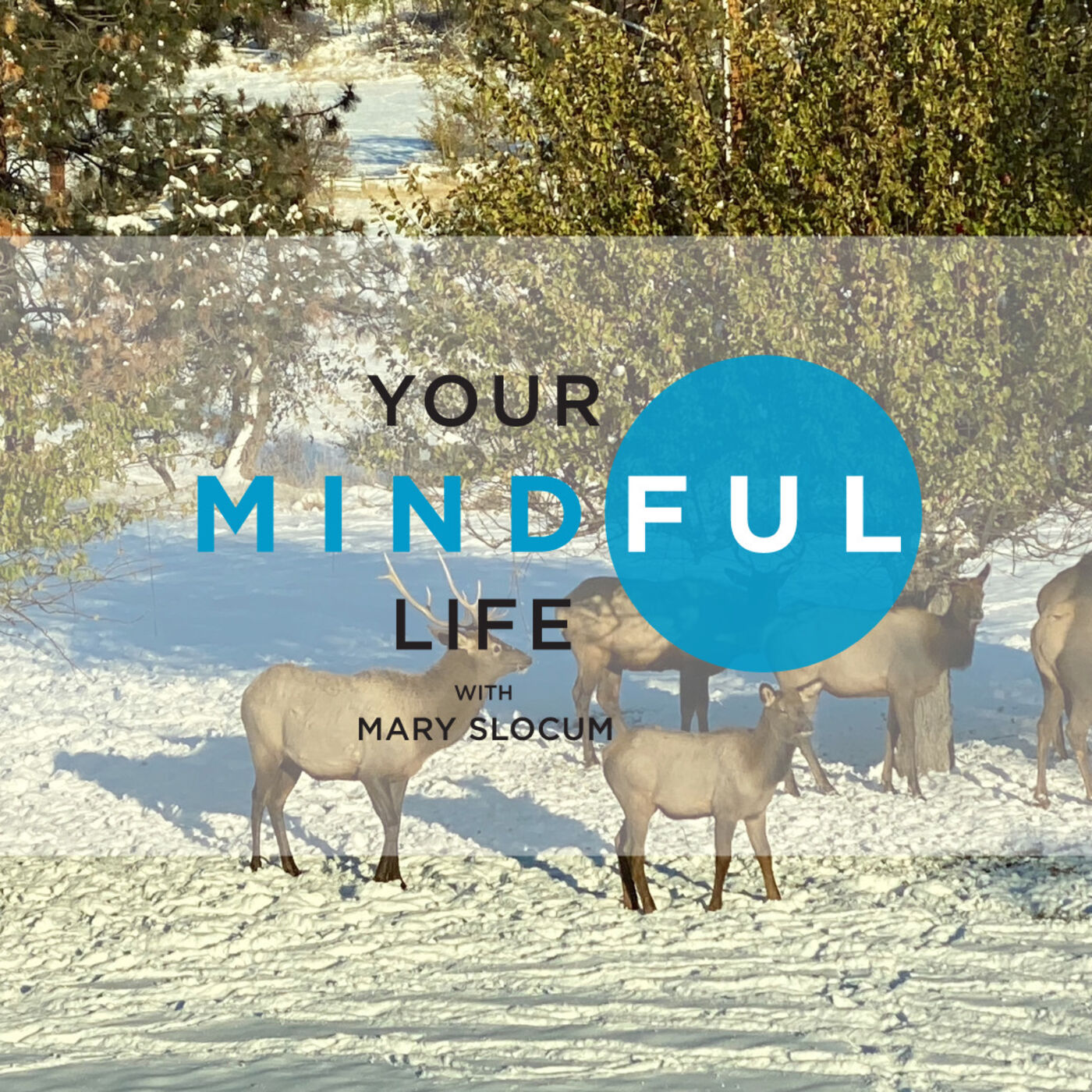 Your Mindful Life