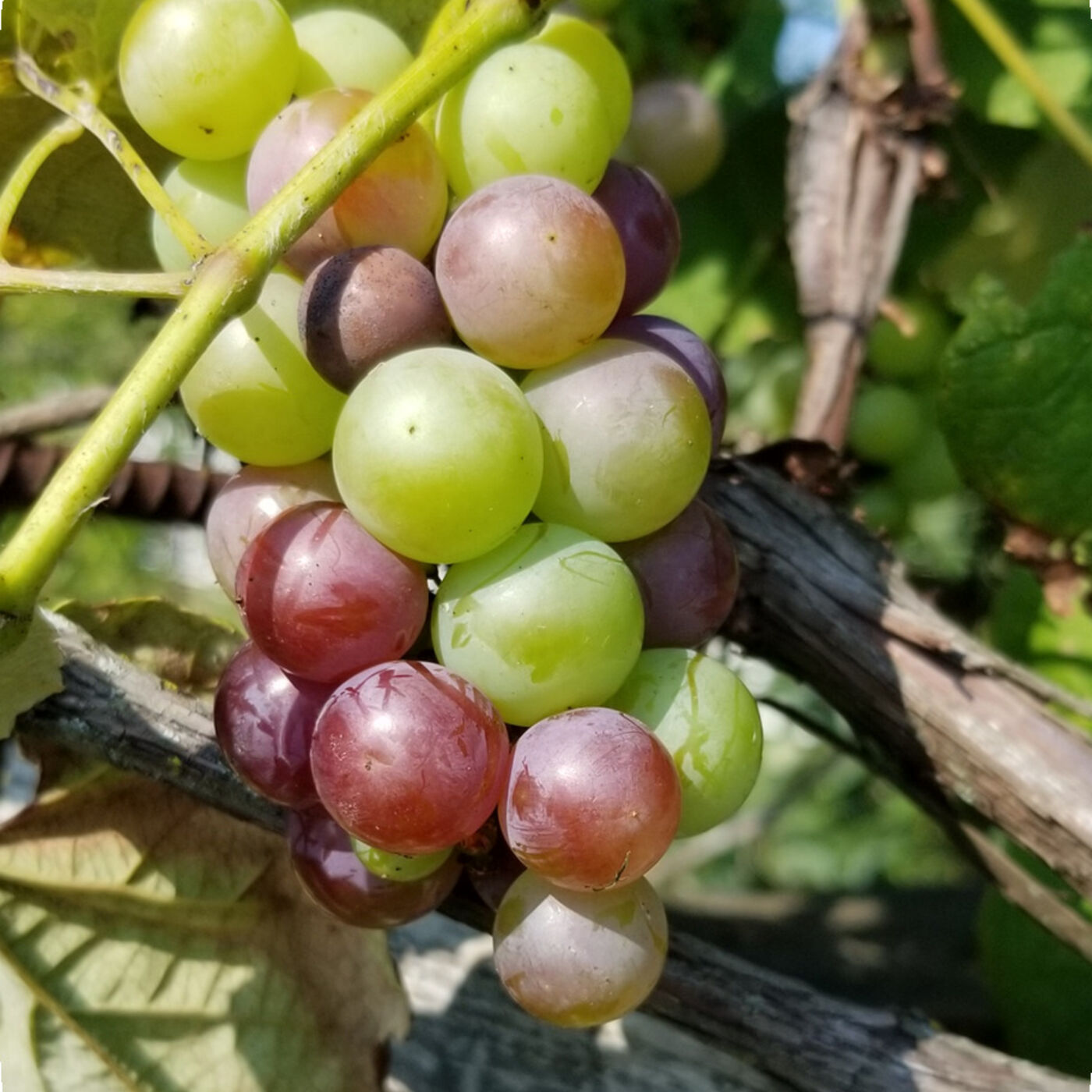 Shepherd\'s Cross Bible Garden Podcast