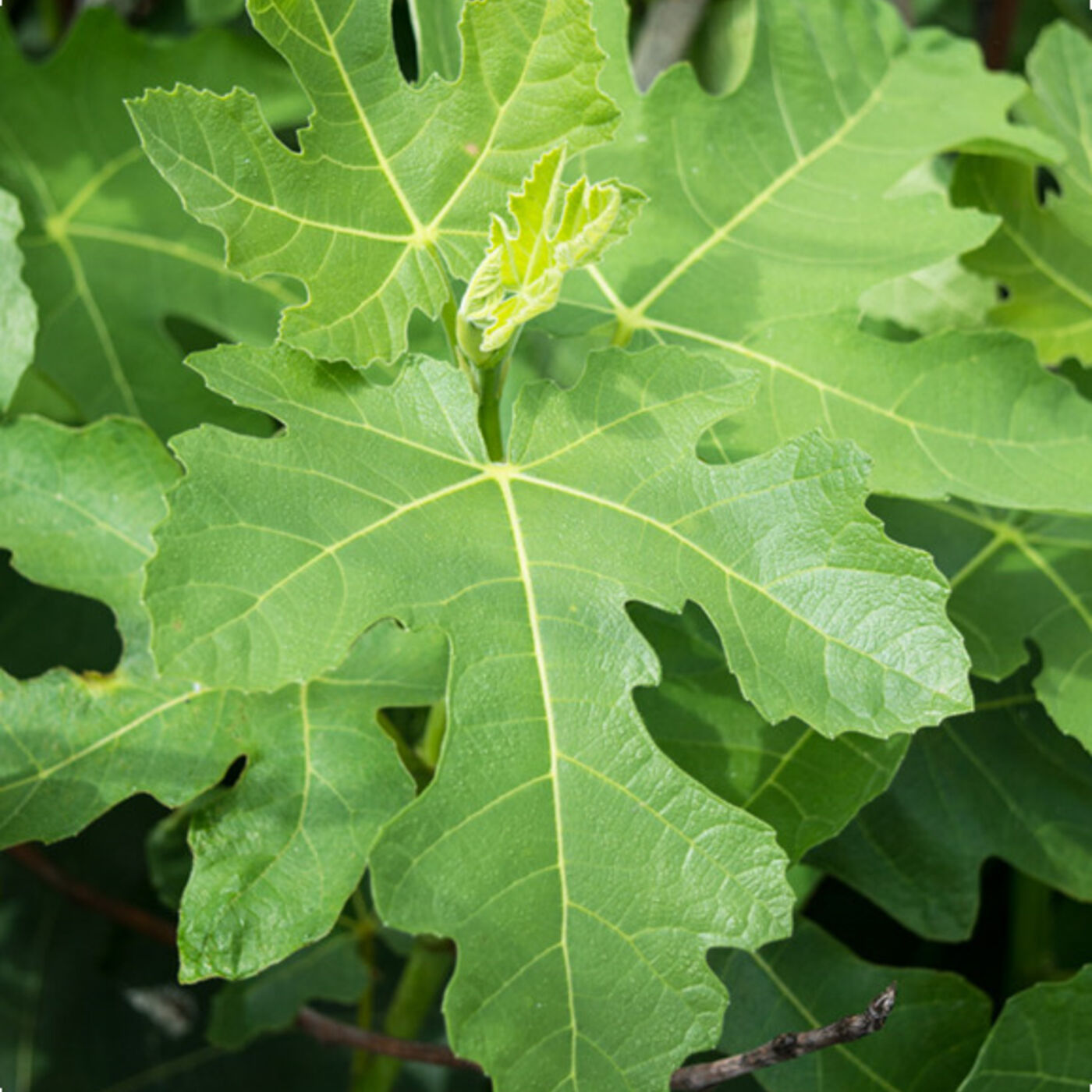 Shepherd\'s Cross Bible Garden Podcast