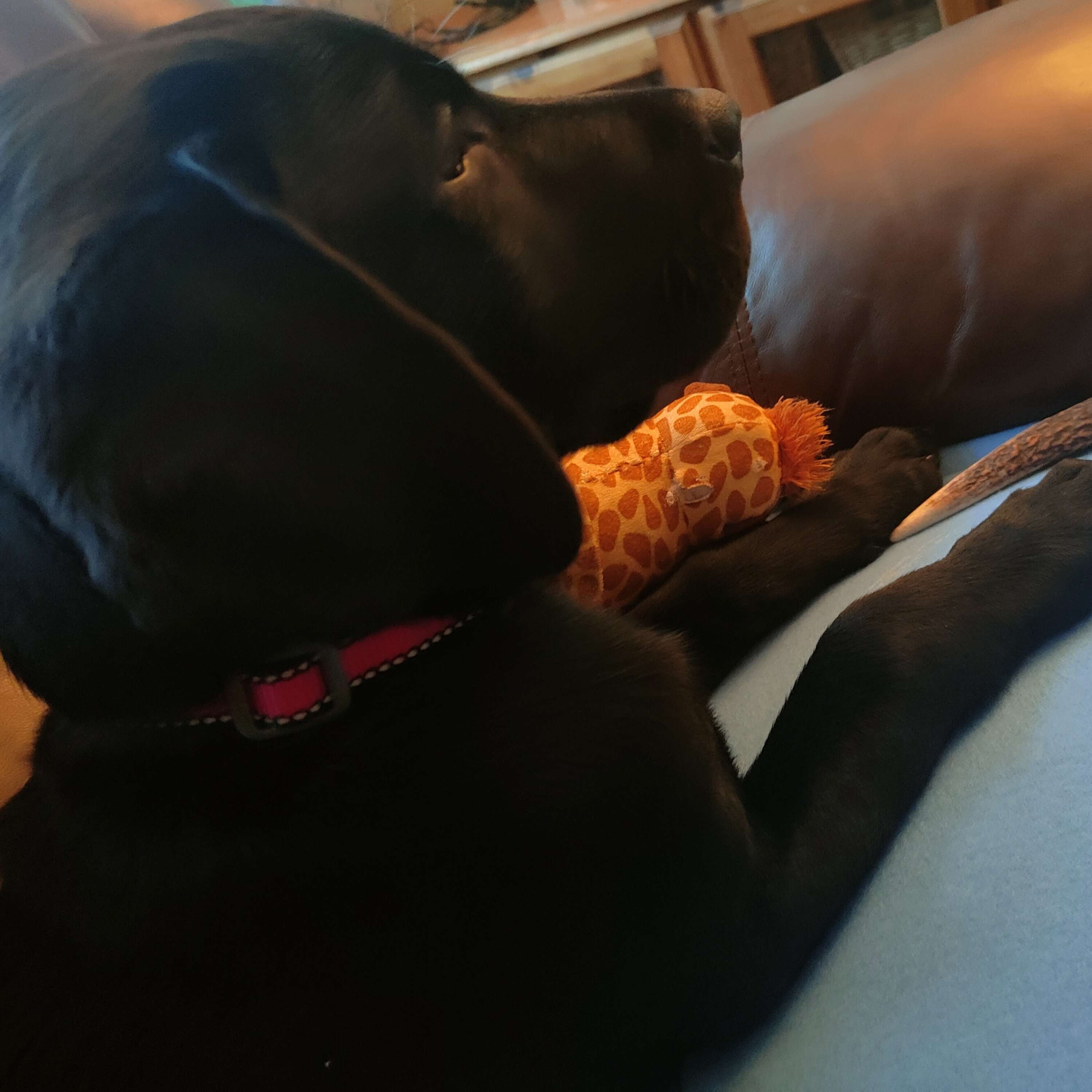 Pupcast - The Power of the Puppy