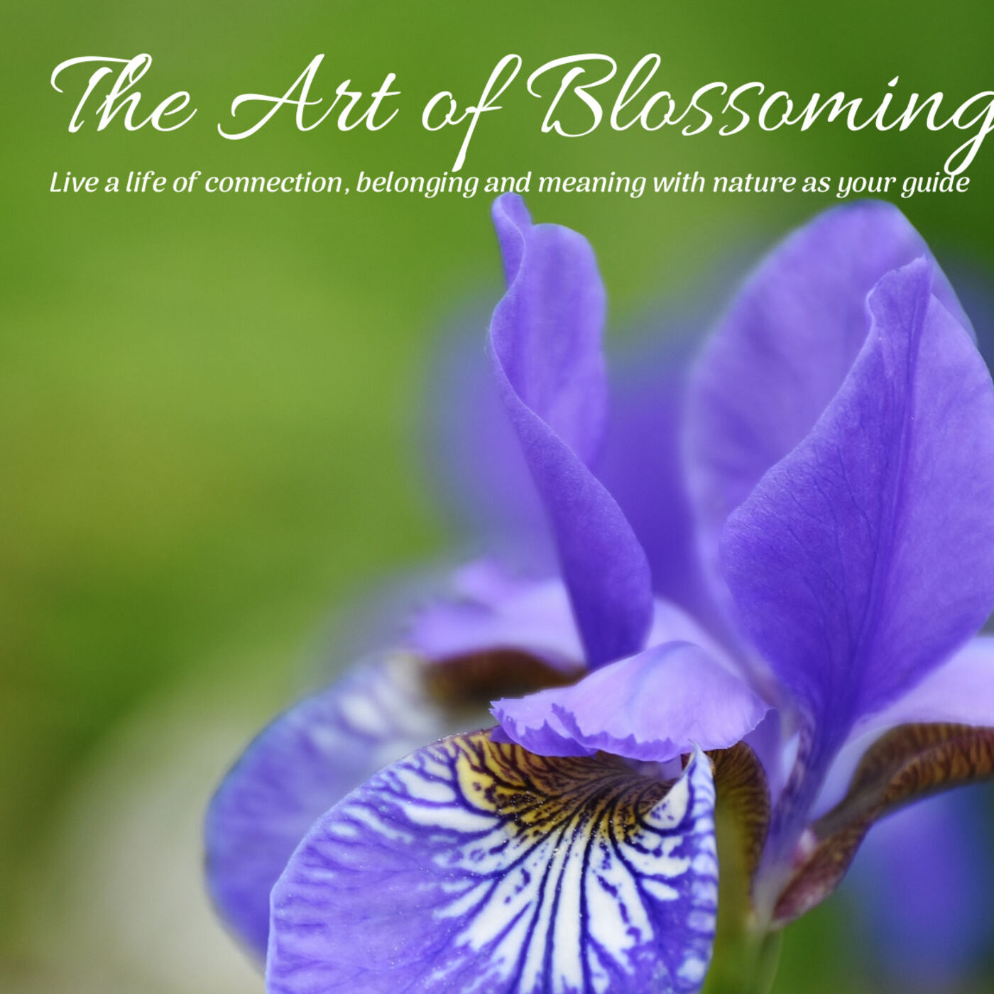 The Art of Blossoming - Redefining Success