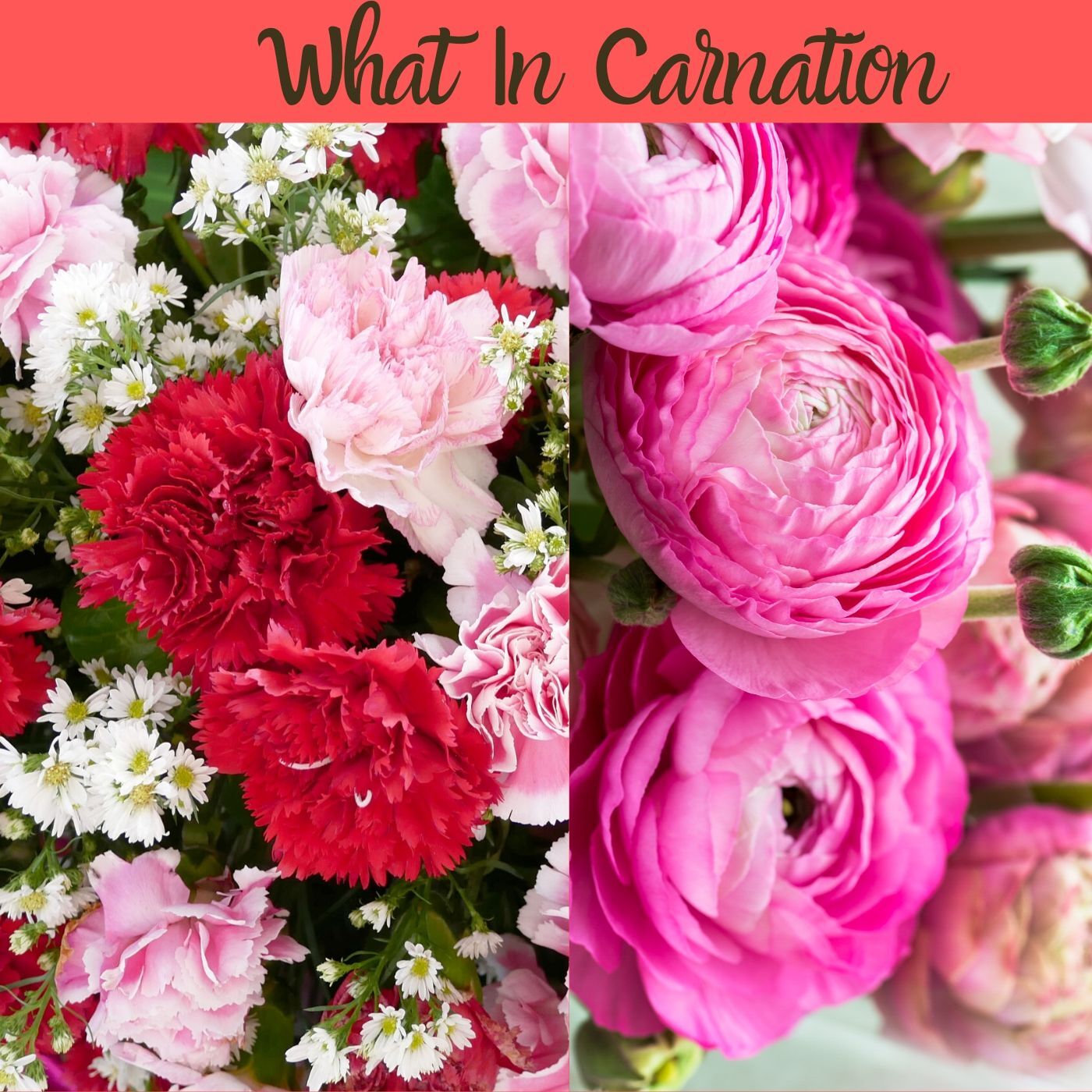 What In Carnation