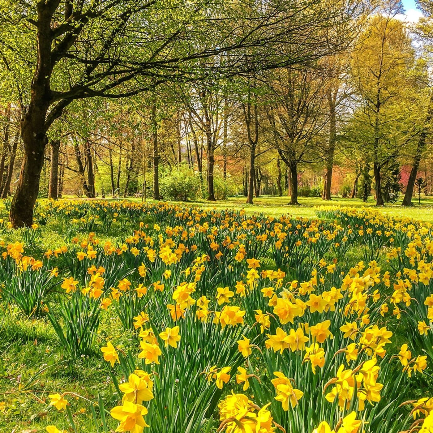 Wordsworth, Coleridge and the Poetic Revolution