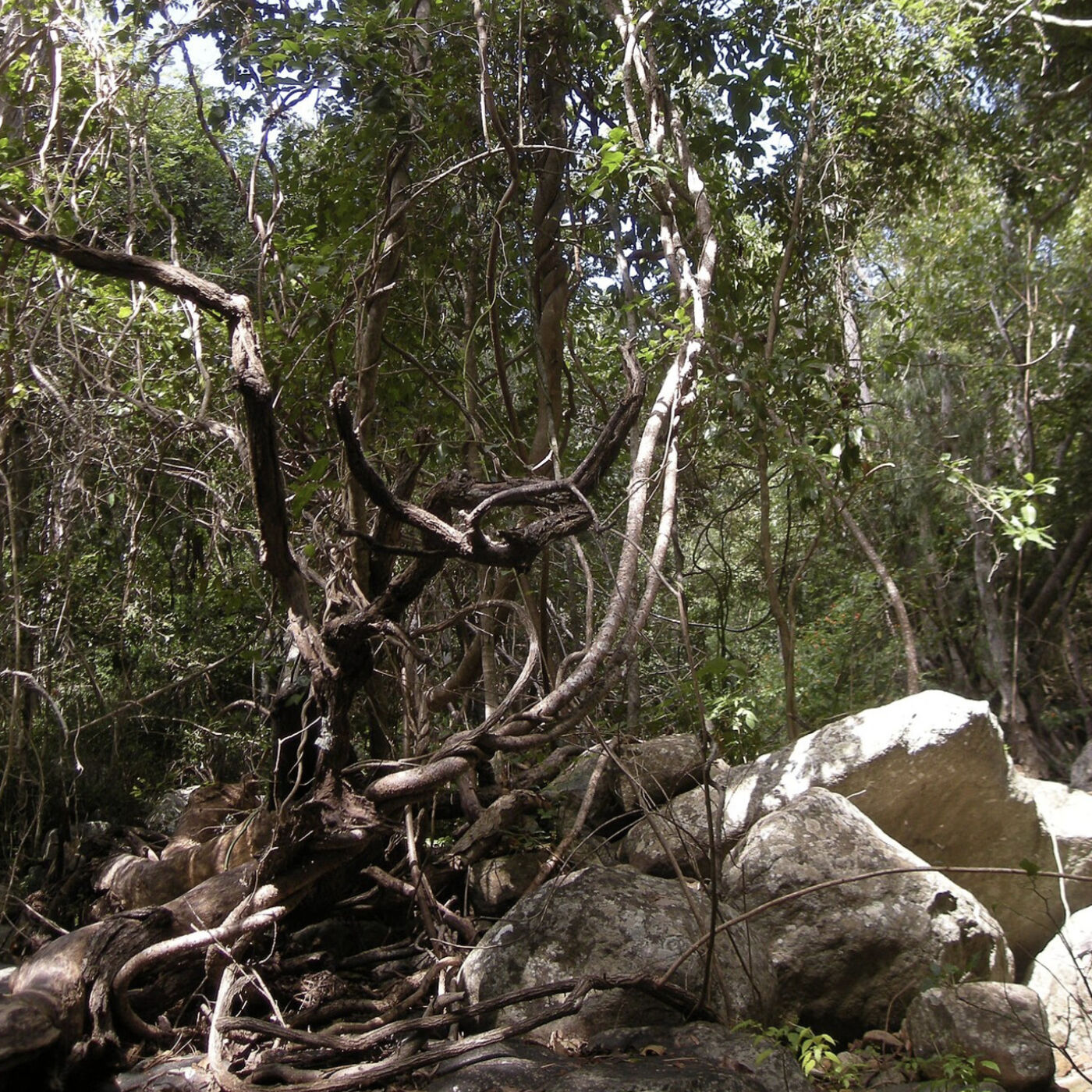 Friday, December 15, 2023 - Stop us if you've heard this one ... A NEPHALIST, a PHILATELIST and a CRUCIVERBALIST walk into a bar ... 🙄🍷