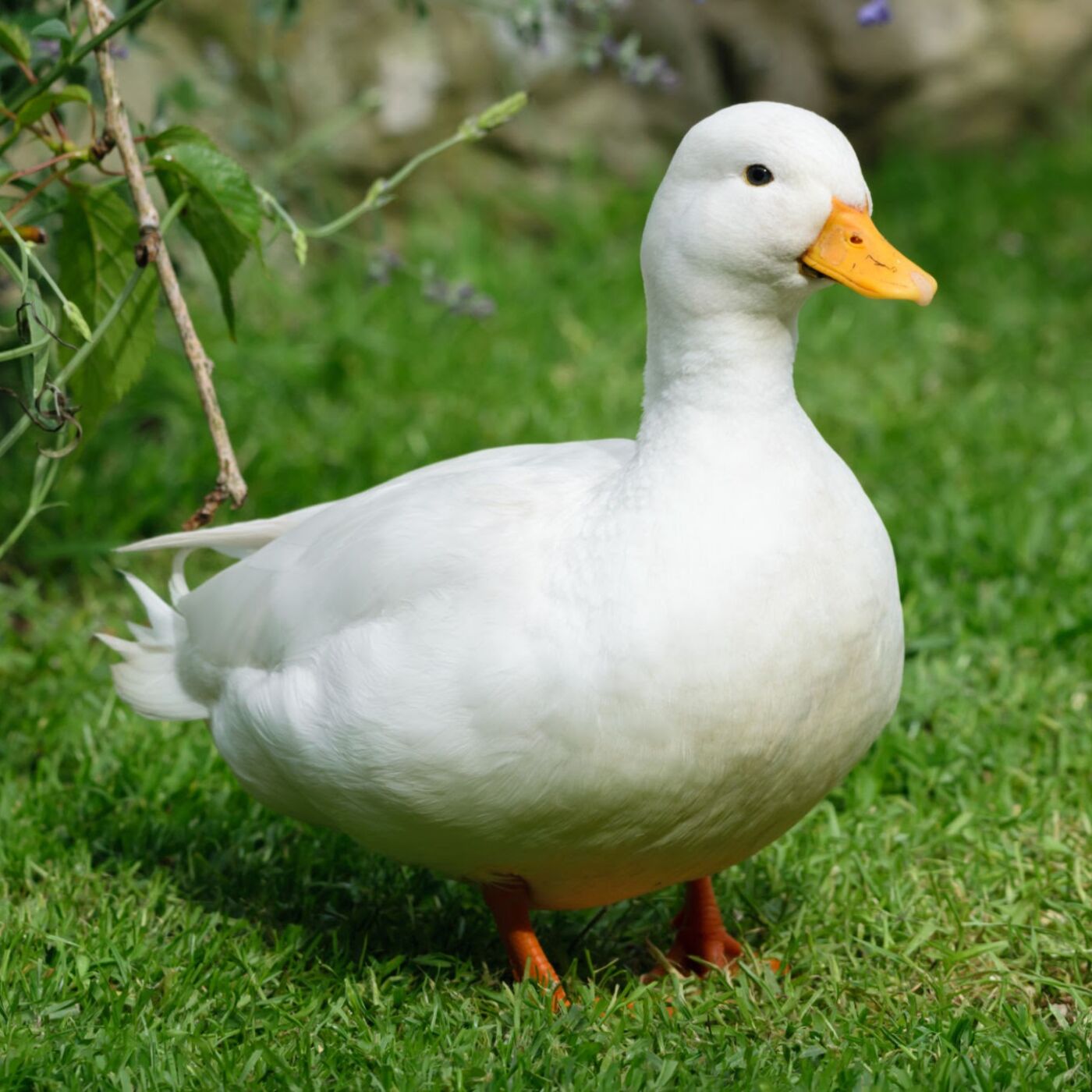 Ducks