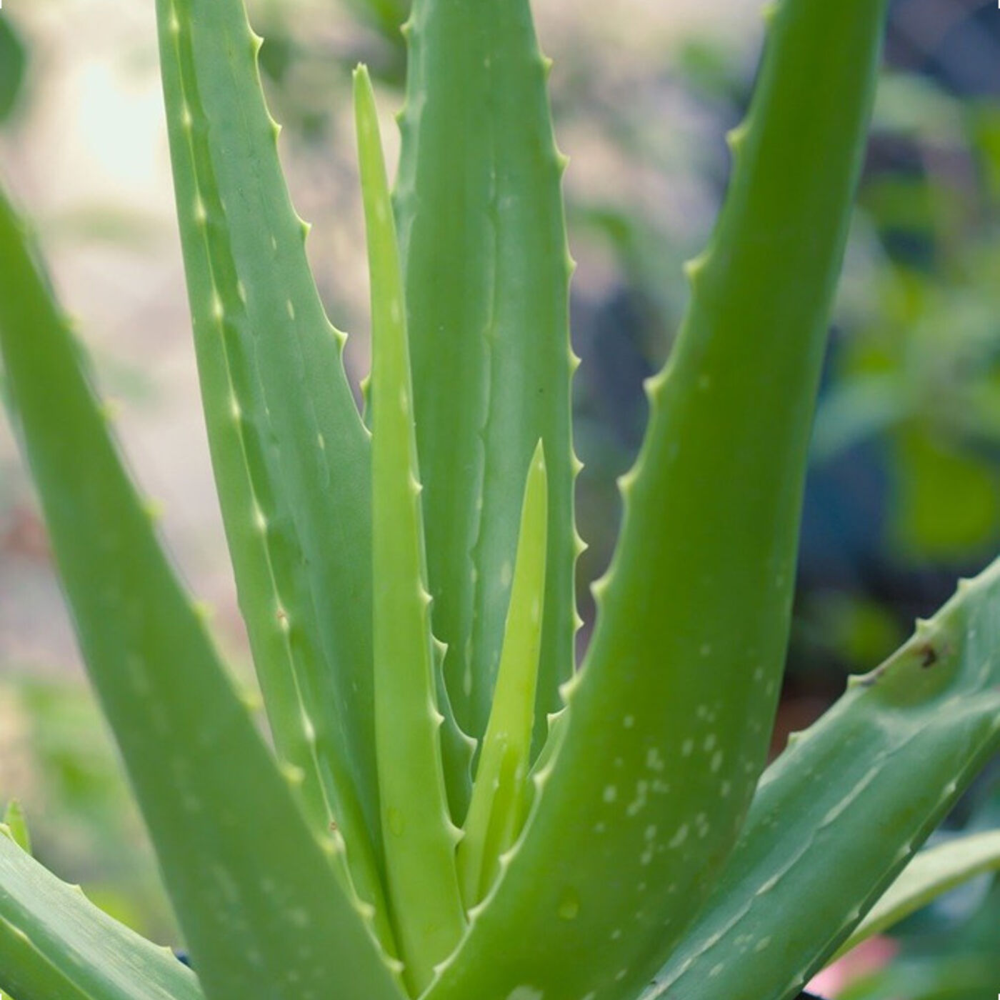 Shepherd\'s Cross Bible Garden Podcast