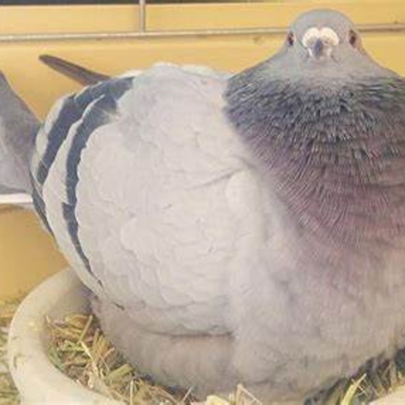 Pigeon watching basics