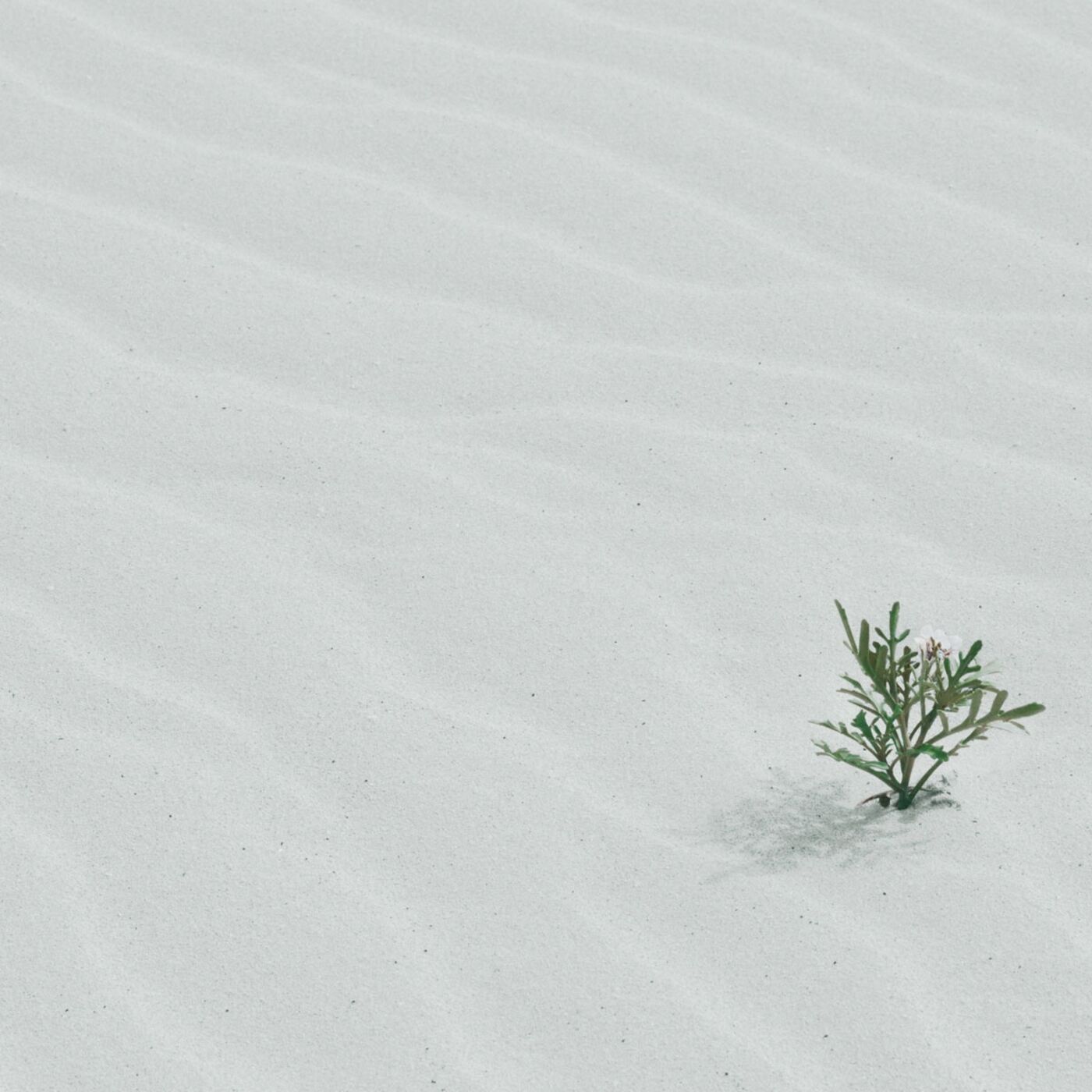 The Growth Mindset and the Abundance Mentality