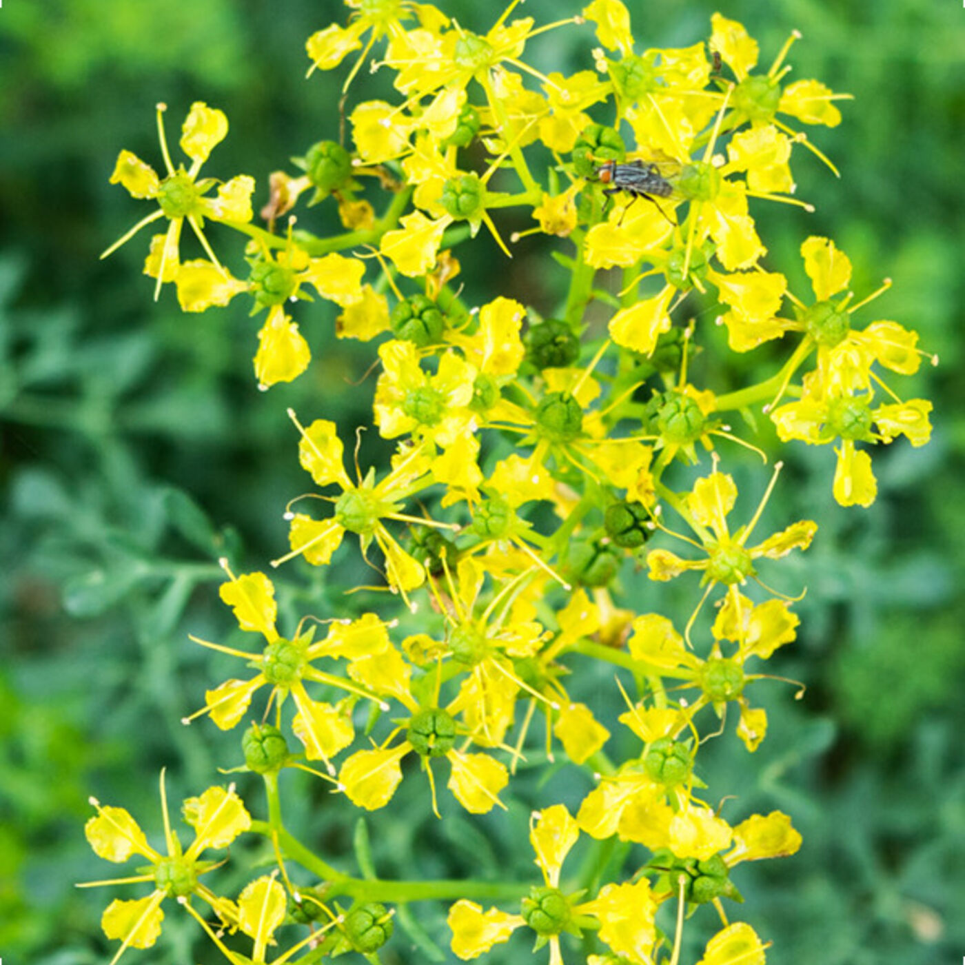 Shepherd\'s Cross Bible Garden Podcast