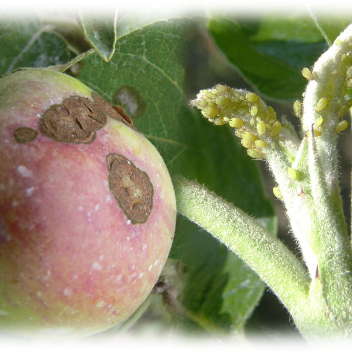 What\'s Growing ON?