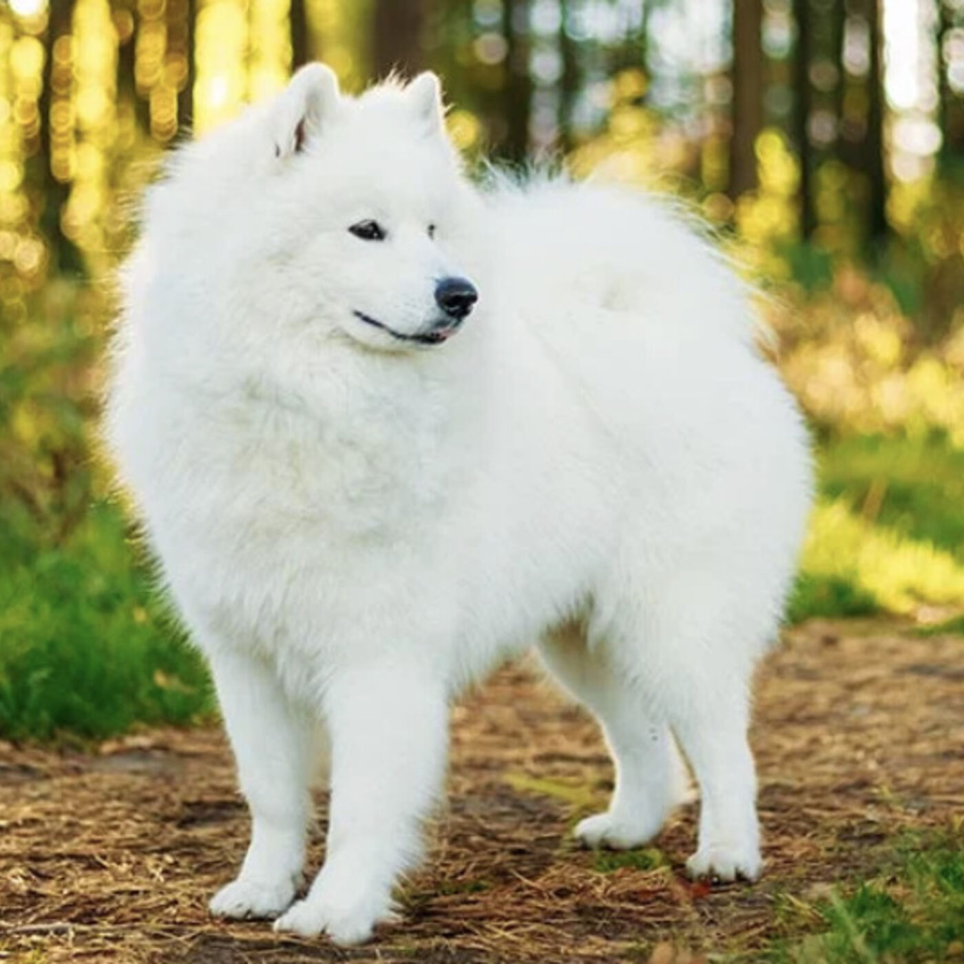 Wednesday, January 24, 2024 - Well, GLORYBE, it's a SAMOYED!