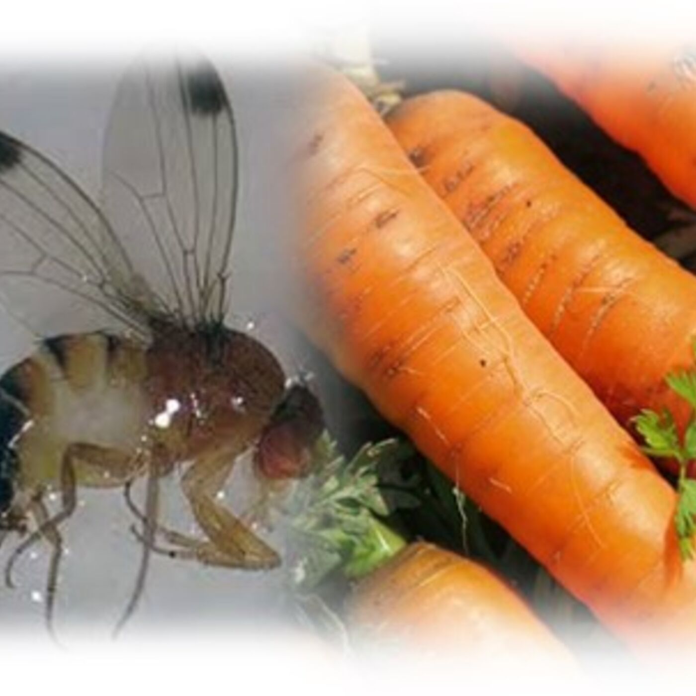 Spotted Wing Drosophila & Weed Control in Carrots