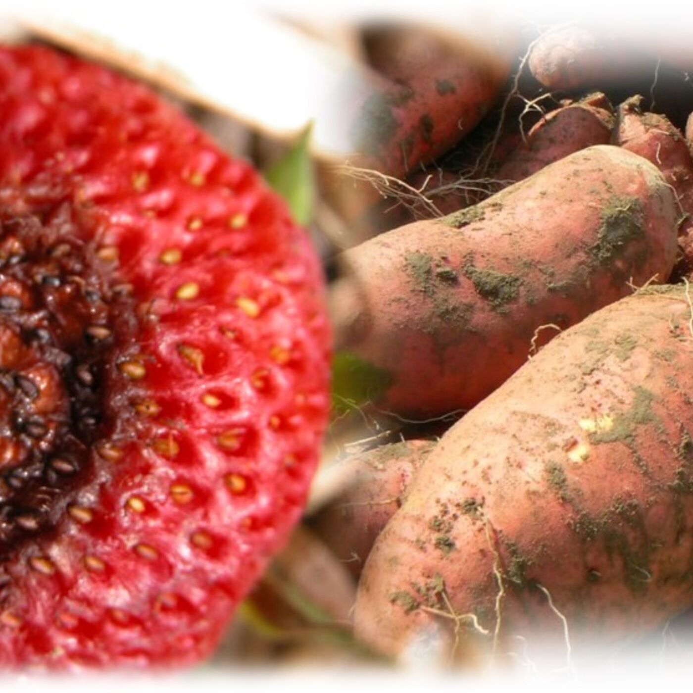 Strawberry Anthracnose & Sweet Potatoes