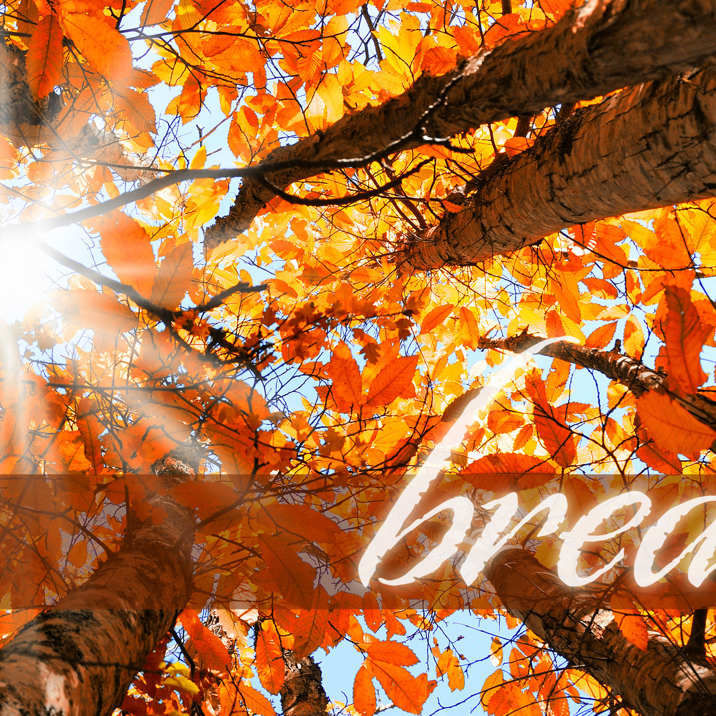 Breathe: Alive (Mississauga)