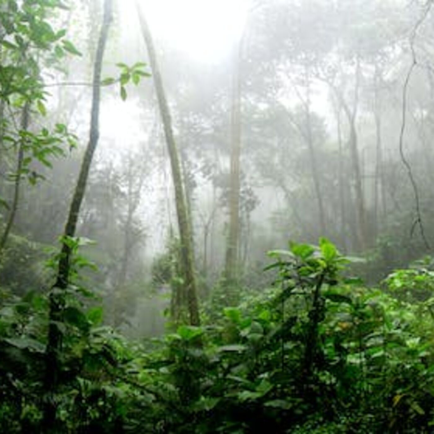 Sarayaku Women resisting exctractivism in the Ecuadorian Amazon