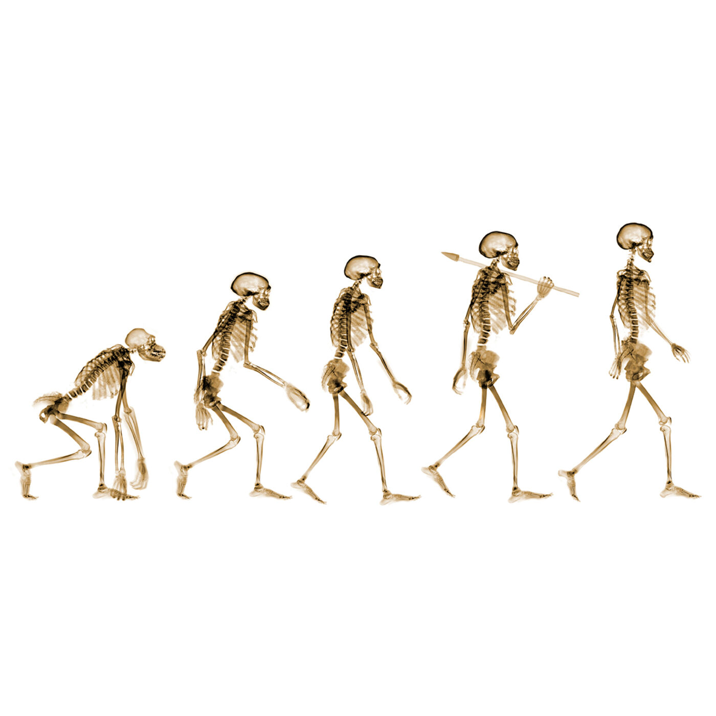A 300,000-Year History of Human Evolution - Robin May